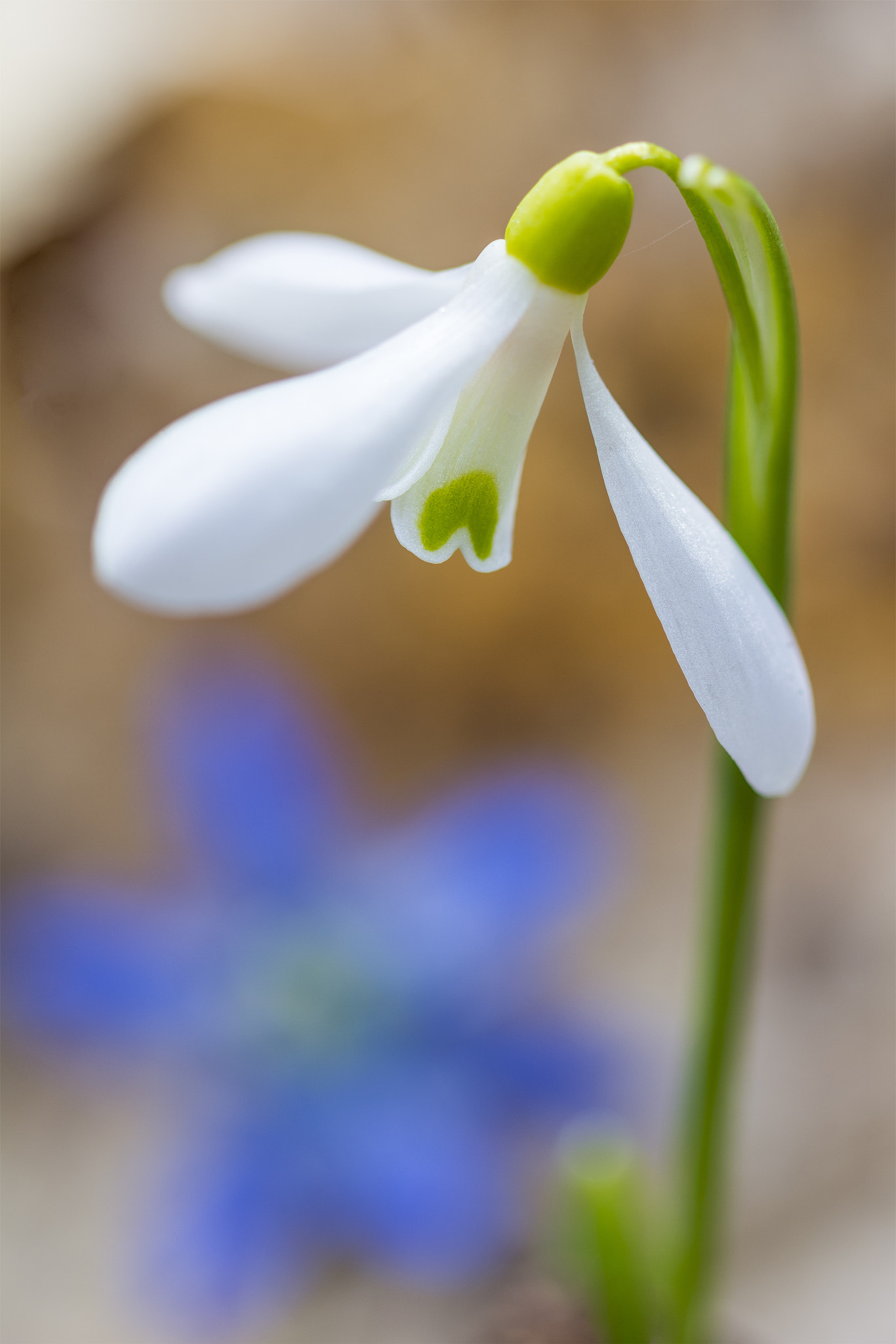 Canon EF 100mm F2.8 Macro USM sample photo. Snowdrop (подснежник) photography