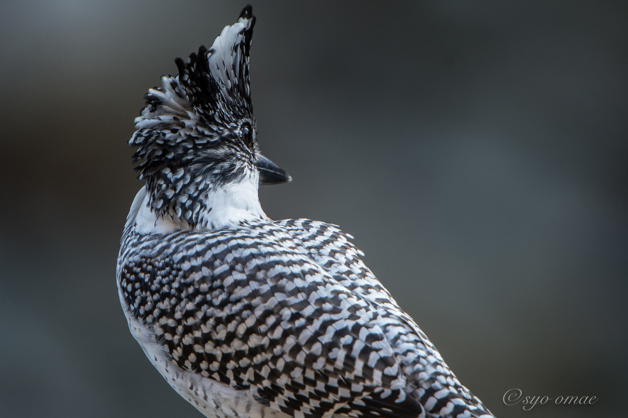 Nikon AF-S Nikkor 600mm F4G ED VR sample photo. What do you think? photography