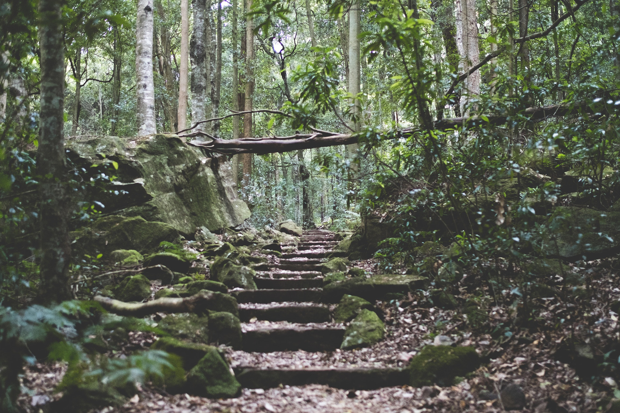 Fujifilm X-Pro2 sample photo. On our way back to katoomba from leura cascades. photography