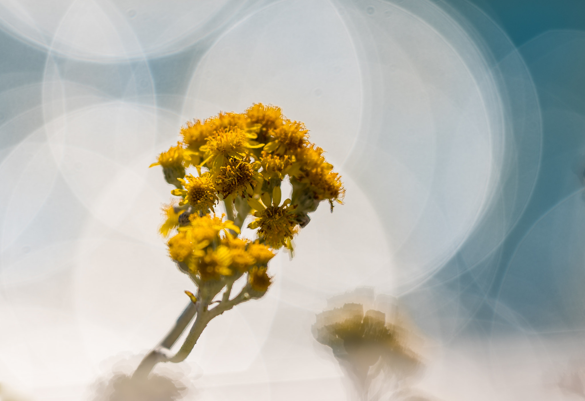 Nikon AF-S Nikkor 200mm F2G ED-IF VR sample photo. Flower & bokeh photography