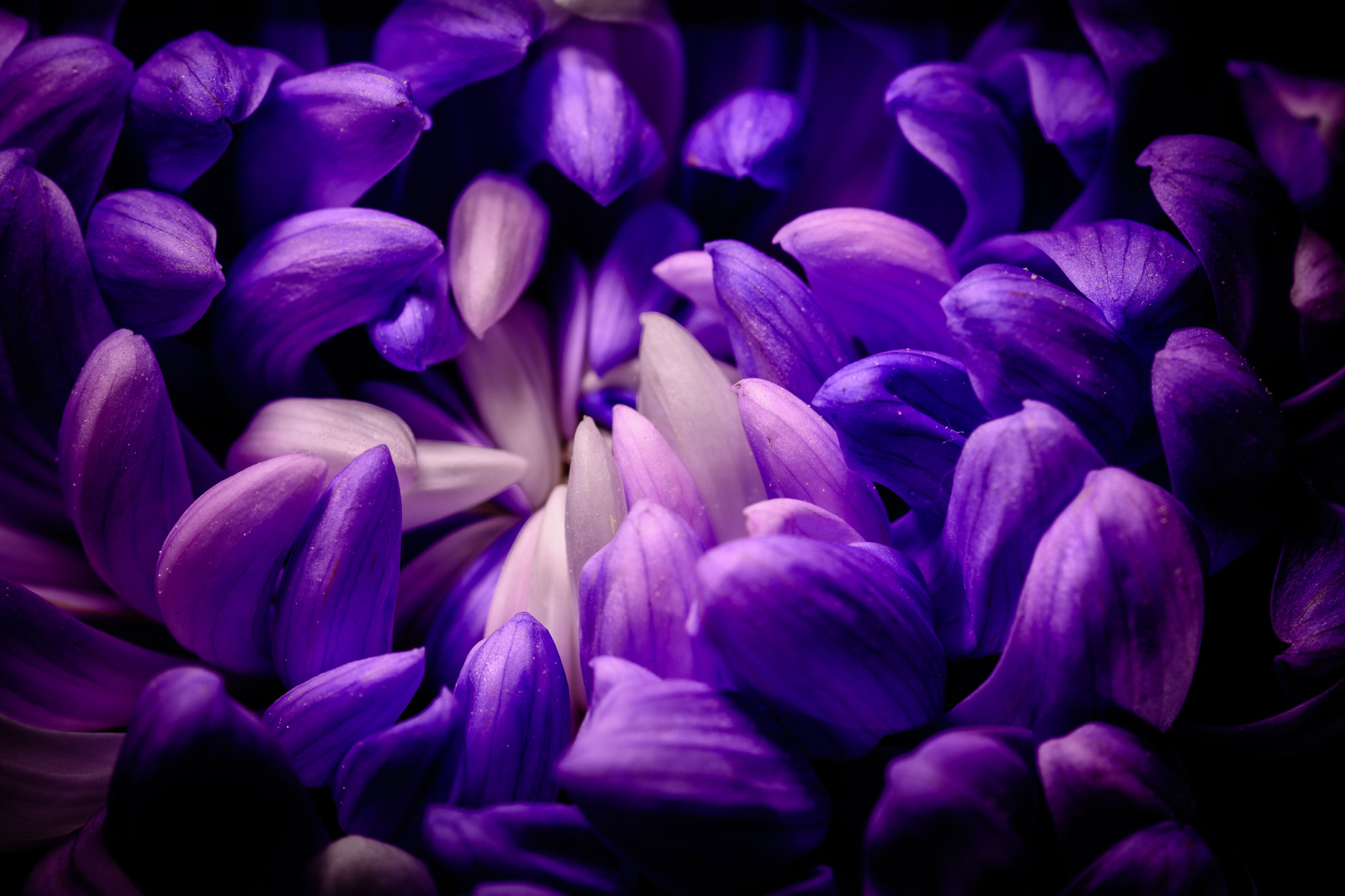 Nikon D7100 sample photo. Purple petals photography