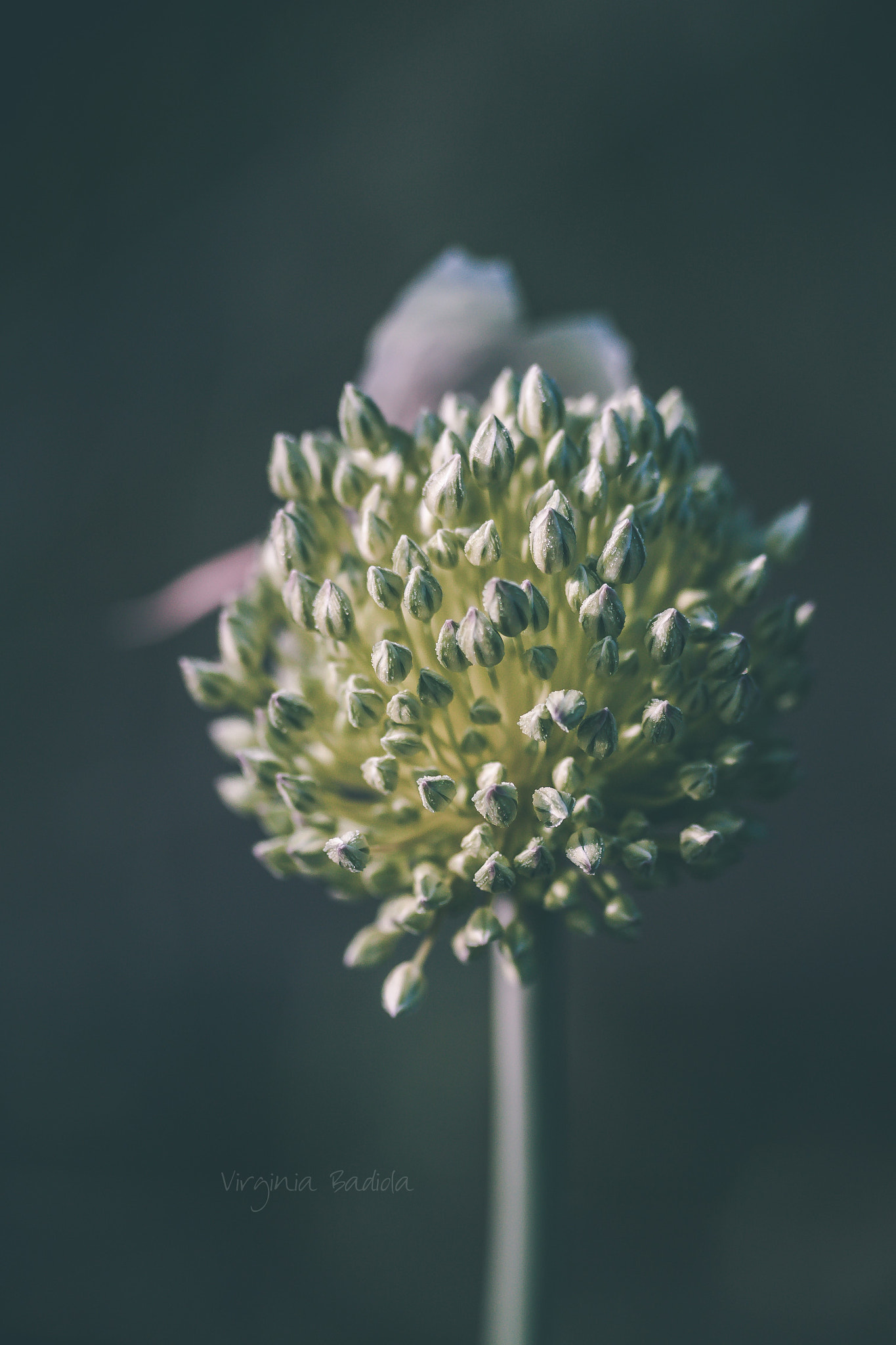 Canon EF-S 60mm F2.8 Macro USM sample photo. *** photography