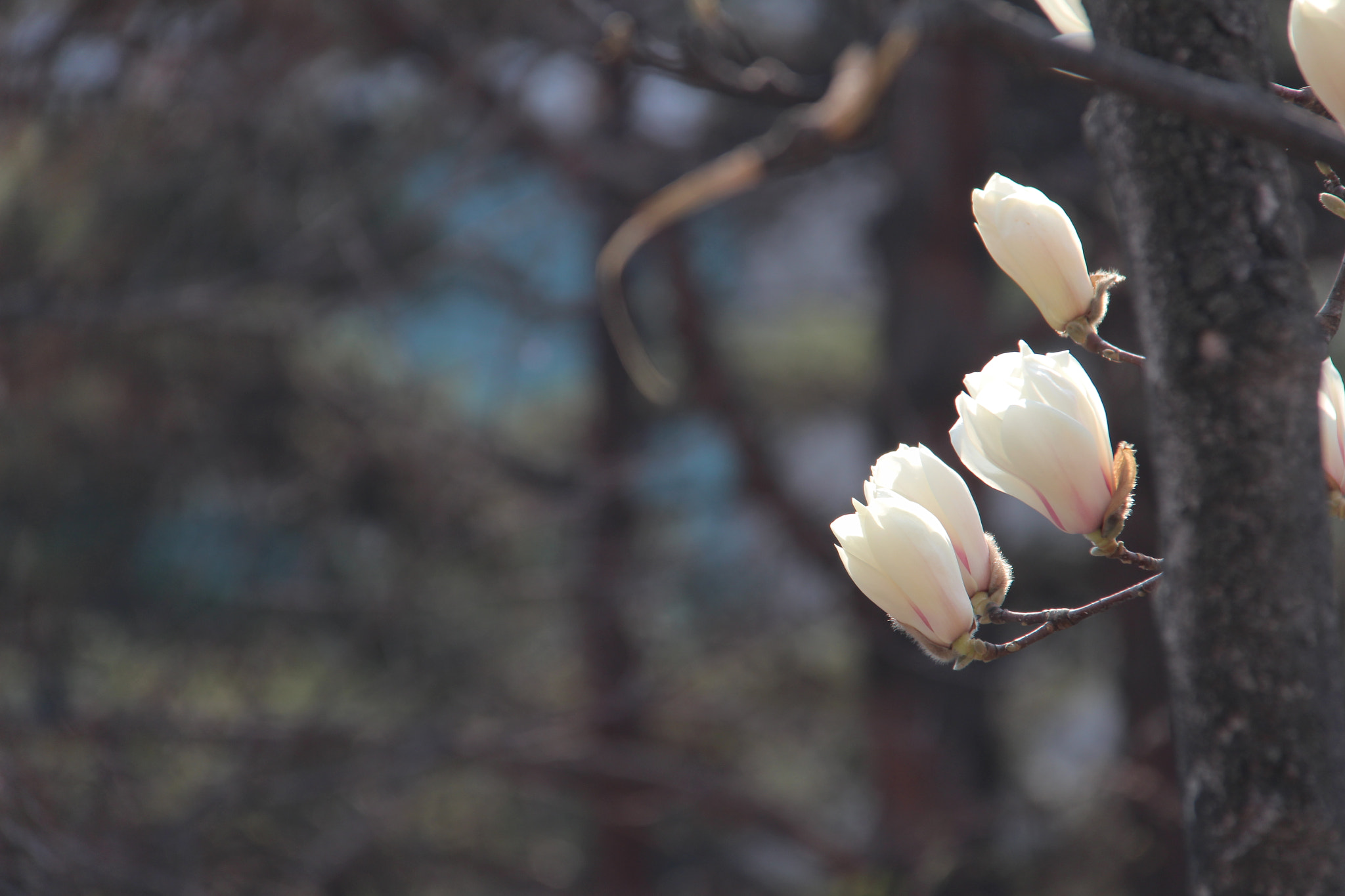 Canon EOS 100D (EOS Rebel SL1 / EOS Kiss X7) sample photo. 봄 봄 봄```````` photography