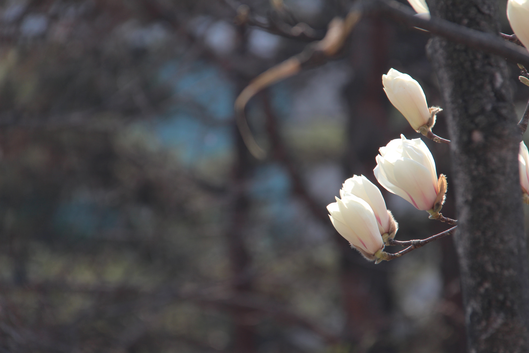 Canon EF-S 18-200mm F3.5-5.6 IS sample photo. 봄 봄 봄```````` photography