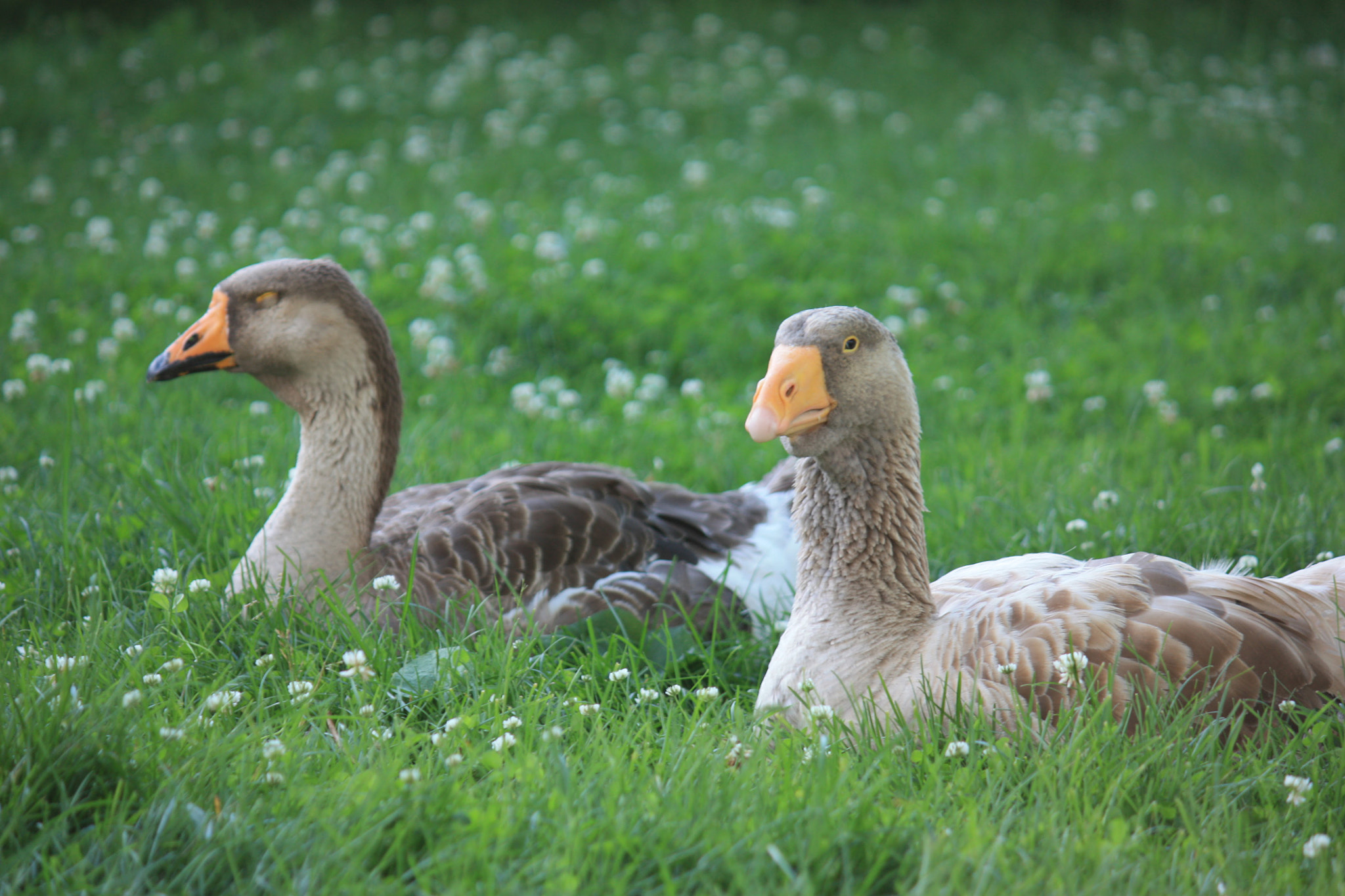 Canon EF-S 55-250mm F4-5.6 IS sample photo