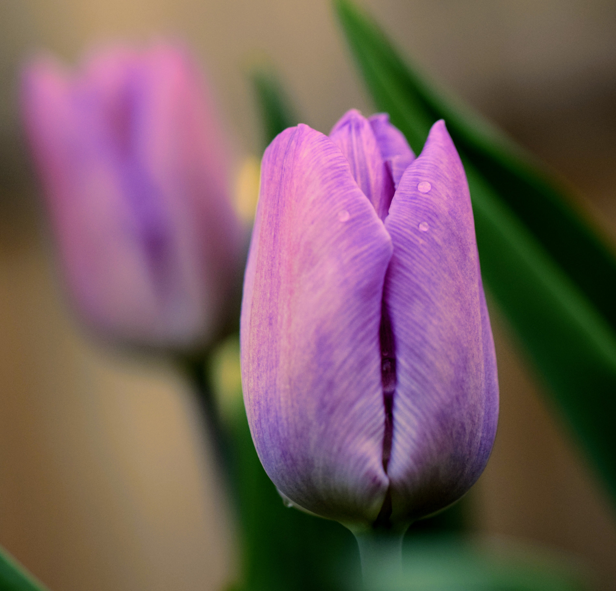 Nikon D3300 sample photo. Purple flower photography