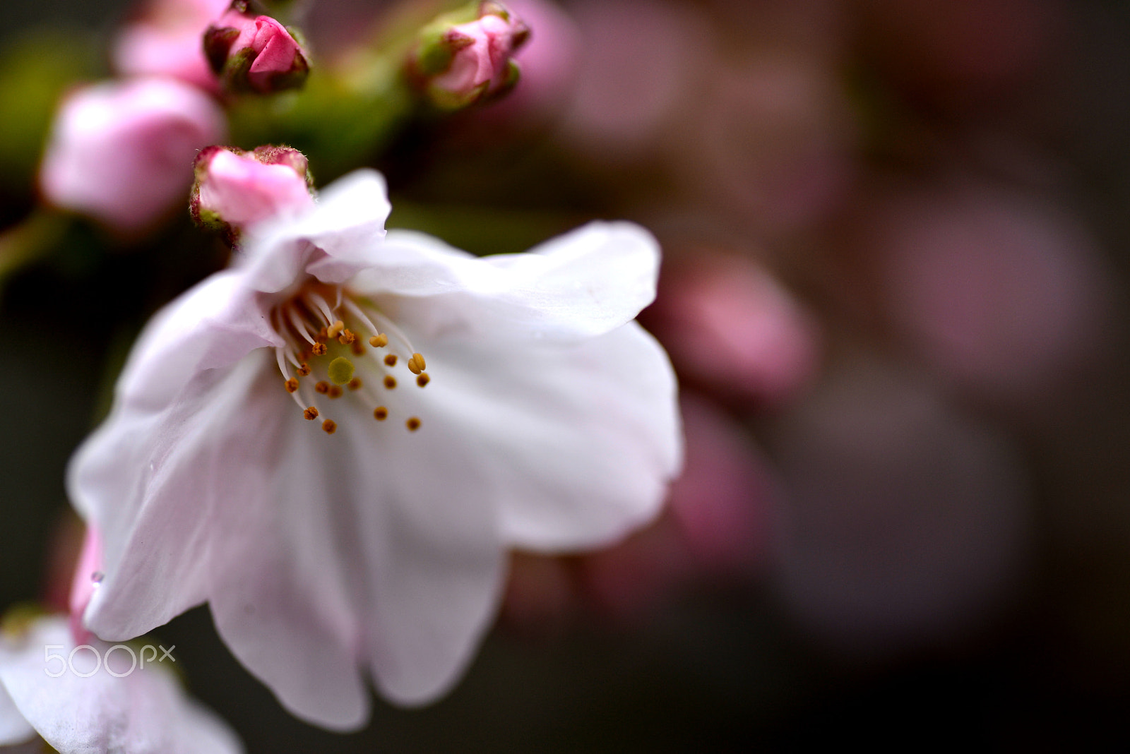 Nikon D600 + Tamron SP 90mm F2.8 Di VC USD 1:1 Macro sample photo. Cherry blossoms. photography