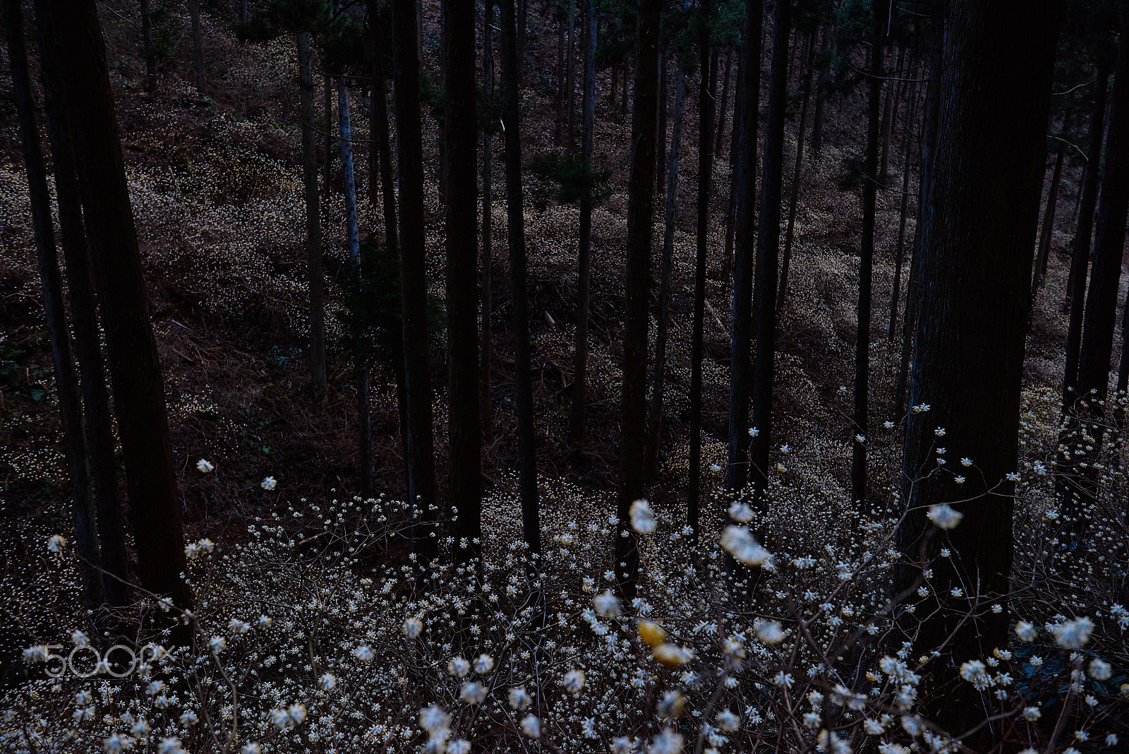 Nikon AF-S Nikkor 24-70mm F2.8G ED sample photo. Small flower forest photography
