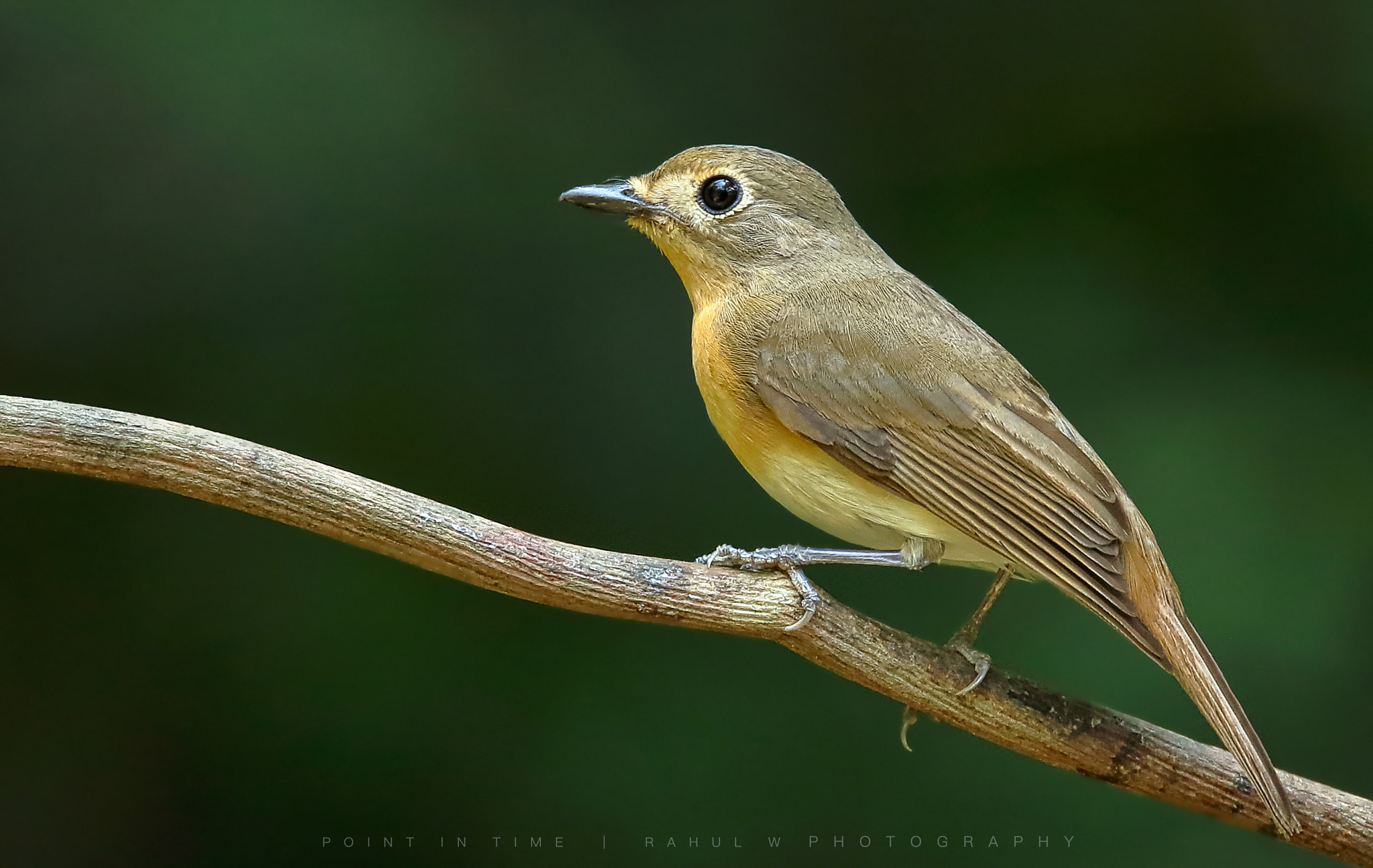 Sigma 150mm f/2.8 EX DG OS HSM APO Macro sample photo. The rusty-tailed flycatcher photography