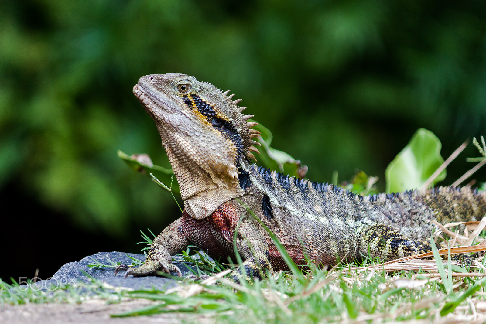 Canon EF-S 55-250mm F4-5.6 IS sample photo. Water dragon photography