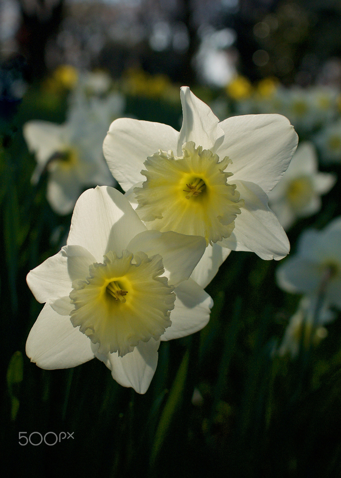 Nikon 1 J2 sample photo. Backlit daffodils photography