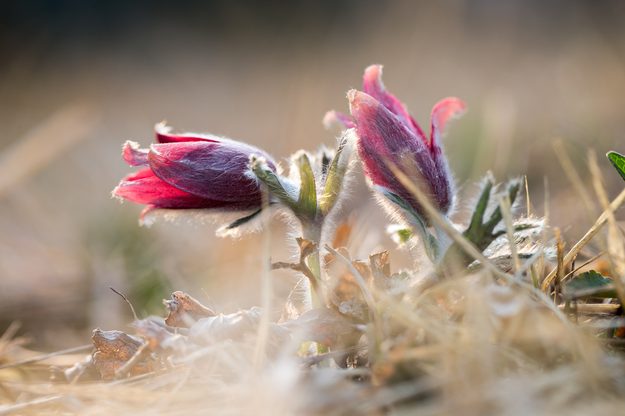 Canon EF 100mm F2.8L Macro IS USM sample photo. Pasqueflower photography