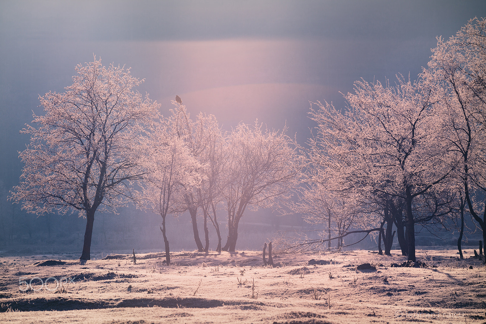 Canon EOS 6D + Canon EF 70-200mm F4L IS USM sample photo. ..magic light photography