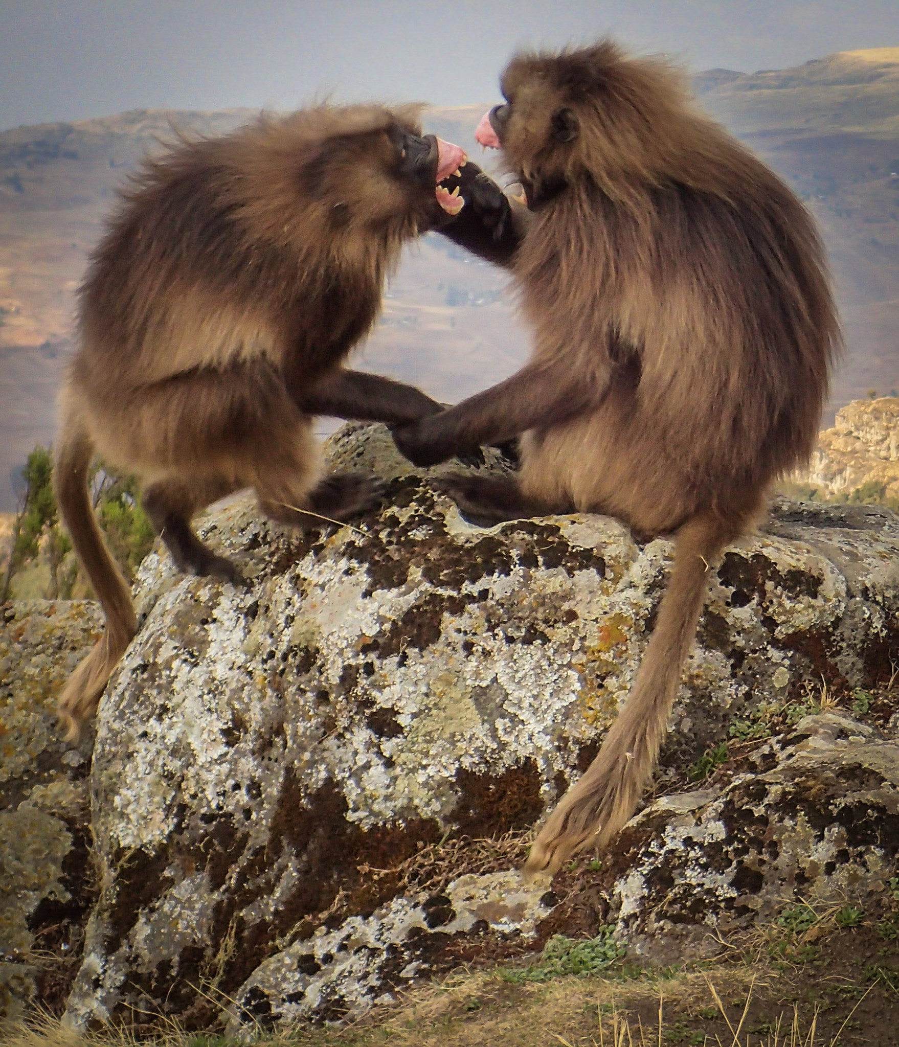Olympus TG-3 sample photo. Gelada baboons,ethiopia photography