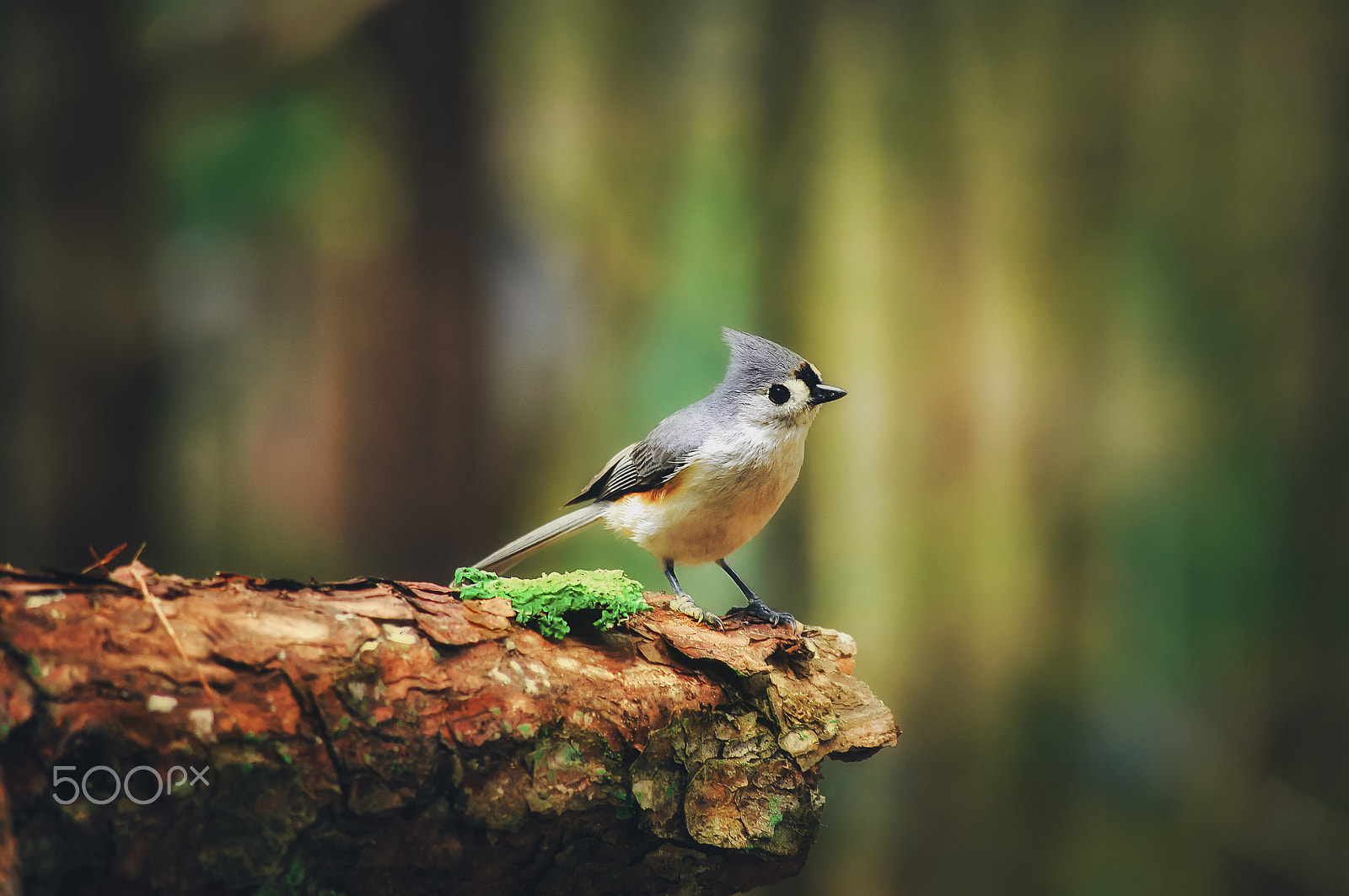 Nikon D90 sample photo. Tufted titmouse and moss photography