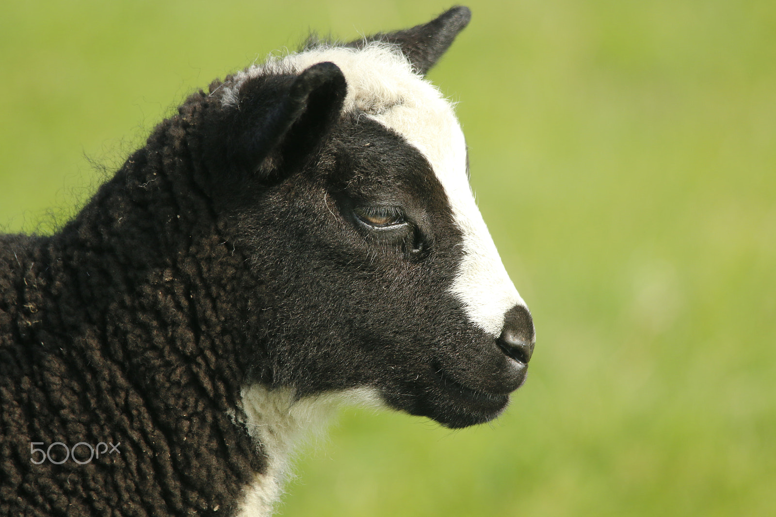 Sigma 150-500mm F5-6.3 DG OS HSM sample photo. New born lamb in portrait photography