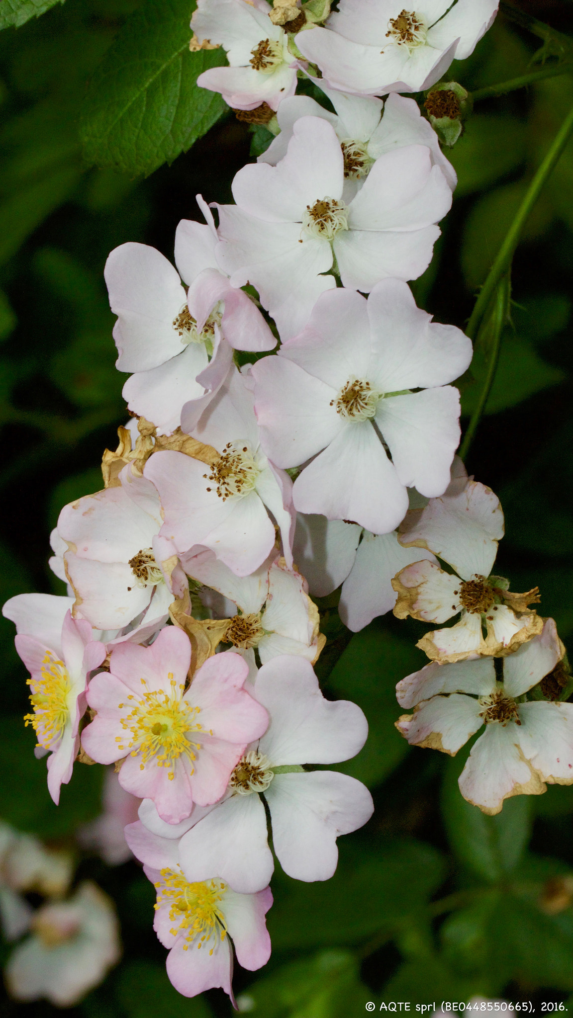 Canon EF 100mm F2.8L Macro IS USM sample photo. Cascade photography
