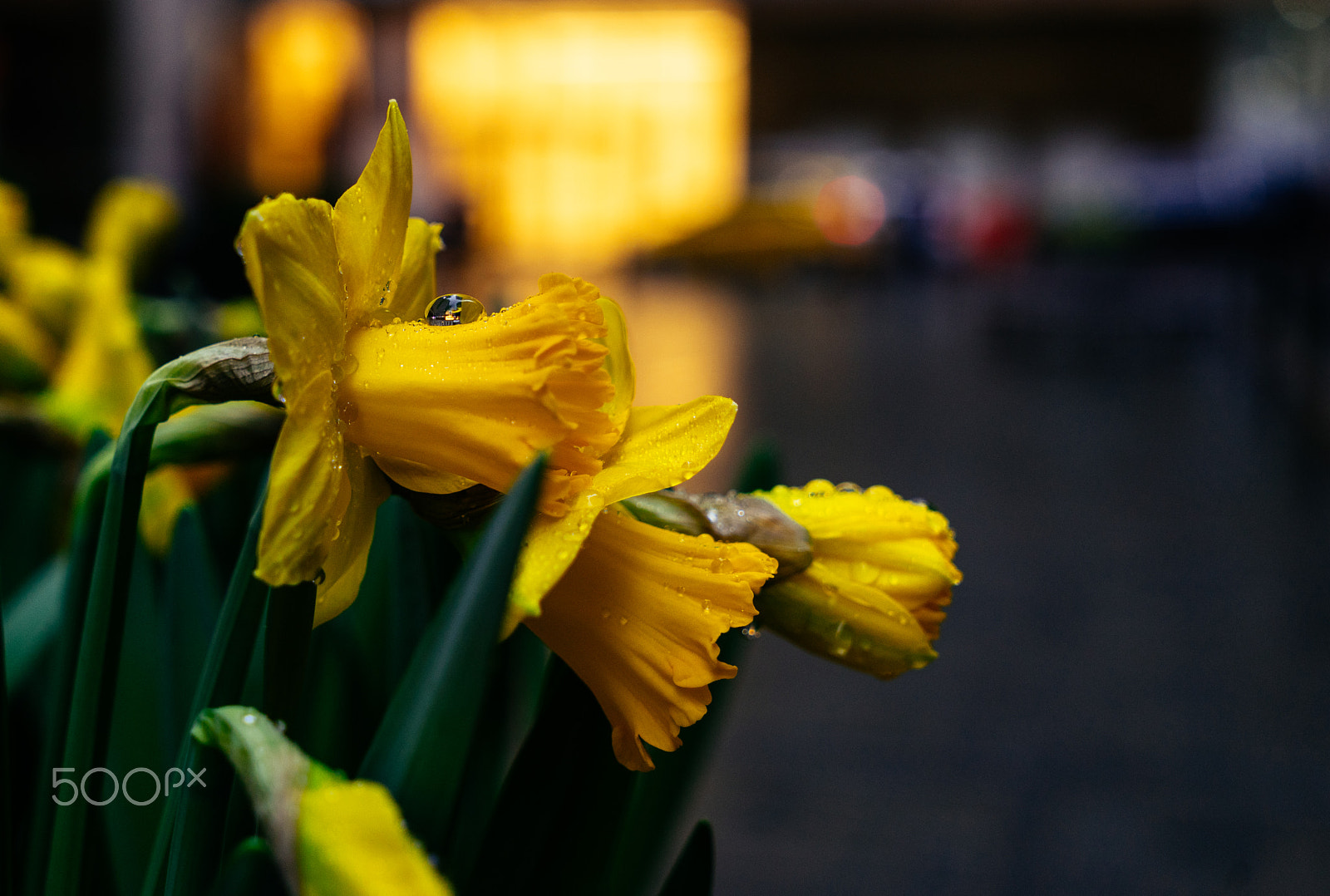 Sony Vario Tessar T* FE 24-70mm F4 ZA OSS sample photo. Spring rain drops photography