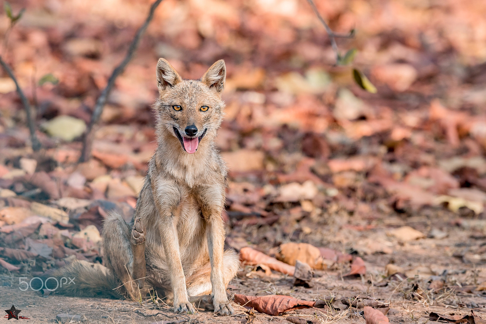 Nikon D5 sample photo. Golden jackal photography