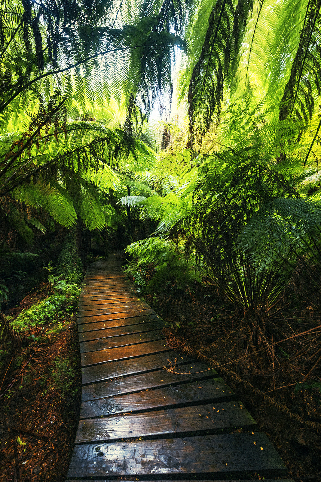 Nikon AF-S Nikkor 14-24mm F2.8G ED sample photo. Rainforest photography