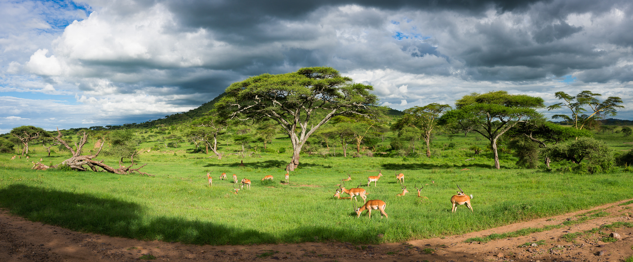 Sony a99 II sample photo. Serengeti landscape photography