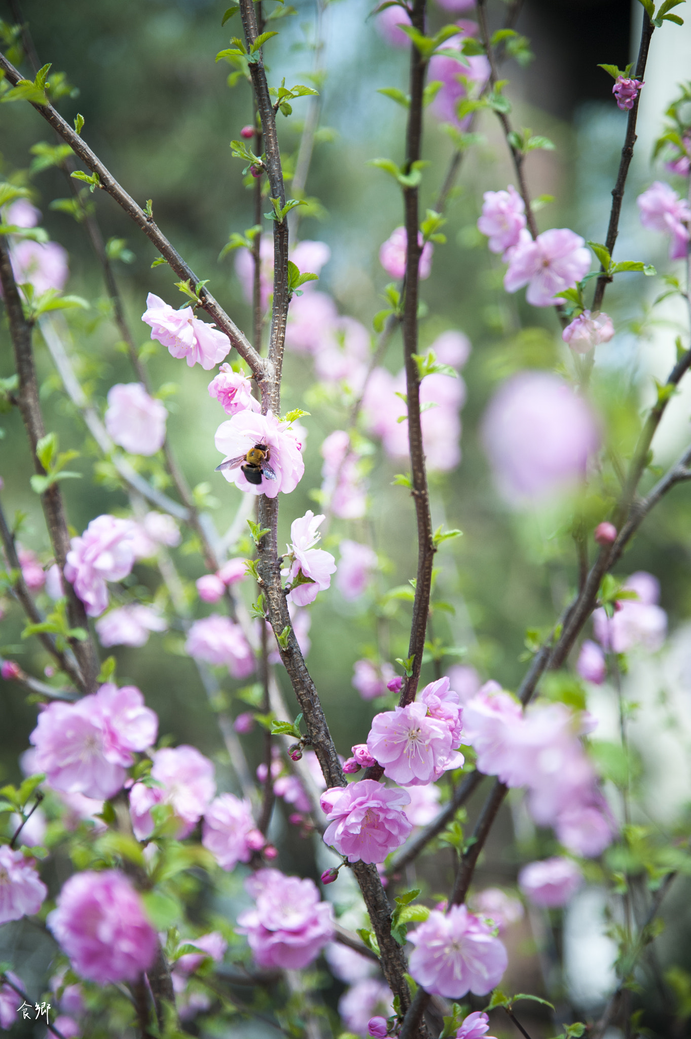 Nikon AF-S Nikkor 24-120mm F4G ED VR sample photo. 食郷 photography