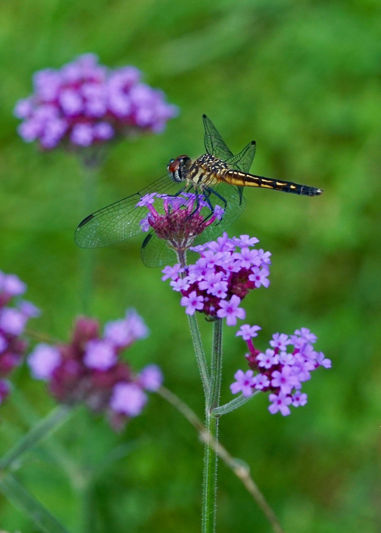 Sony a6000 sample photo. Blue dasher dragonfly photography