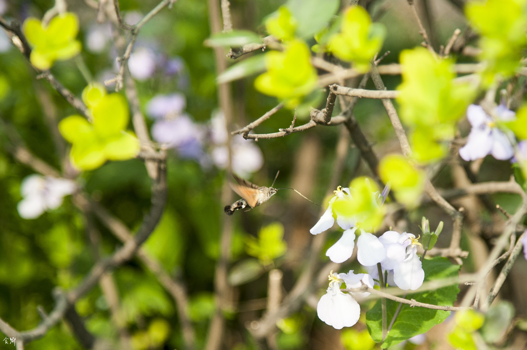 Nikon AF-S Nikkor 24-120mm F4G ED VR sample photo. 食郷 photography
