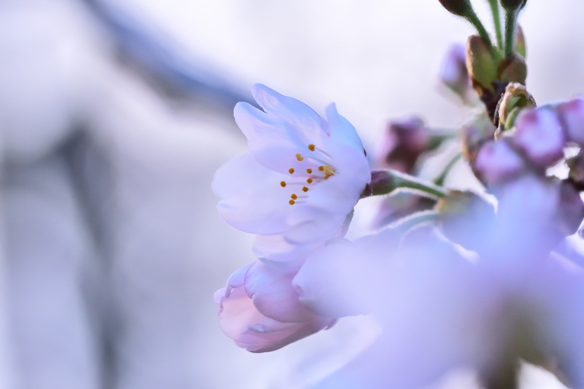 Sigma 105mm F2.8 EX DG OS HSM sample photo