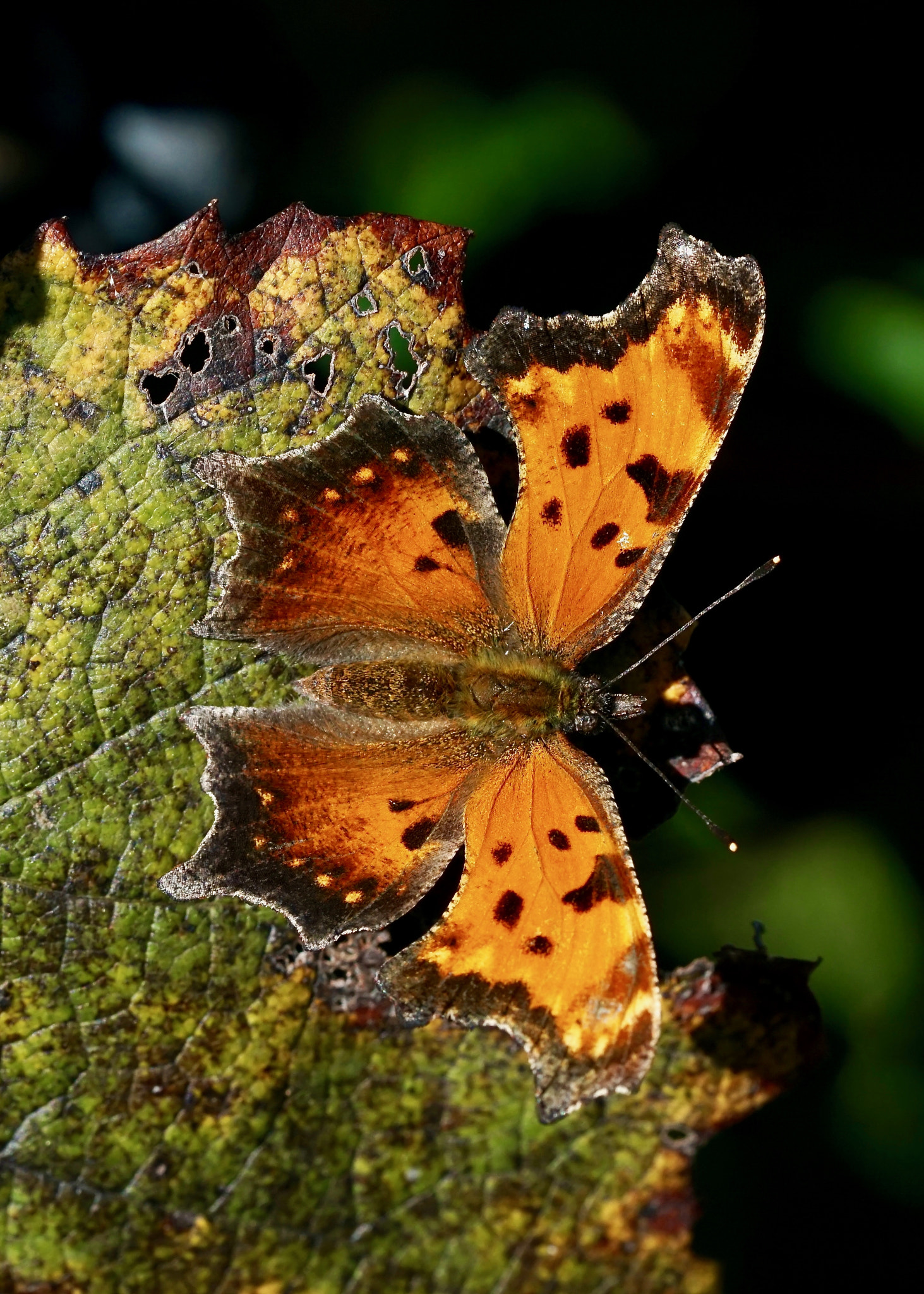 Sony a6000 + Sony FE 90mm F2.8 Macro G OSS sample photo. Eastern comma on grape leaf photography