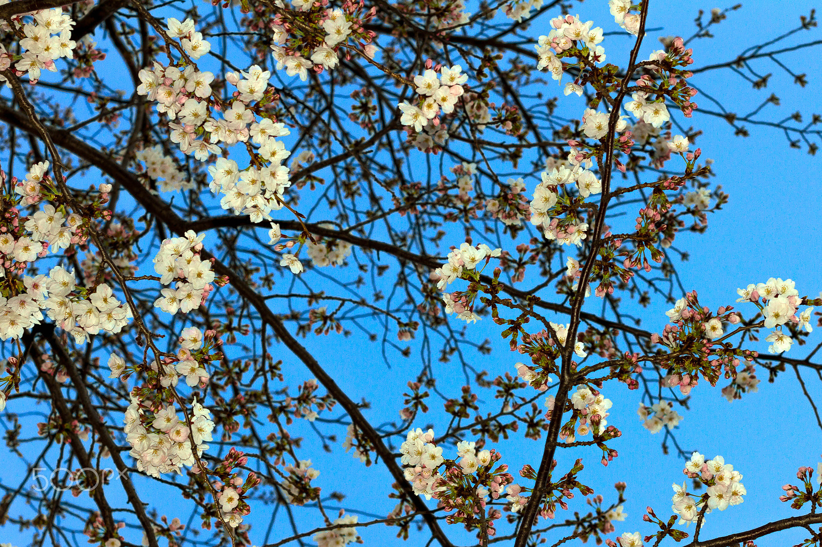 Canon EOS 7D + Canon EF 50mm F1.4 USM sample photo. Sakura photography