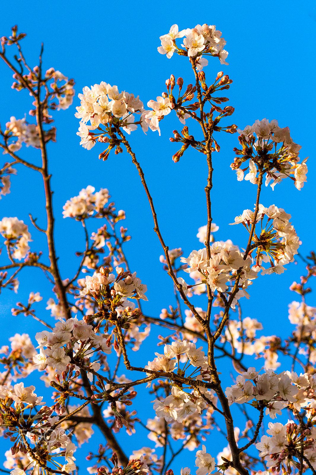 Canon EOS 7D + Canon EF 50mm F1.4 USM sample photo. Sakura #2 photography