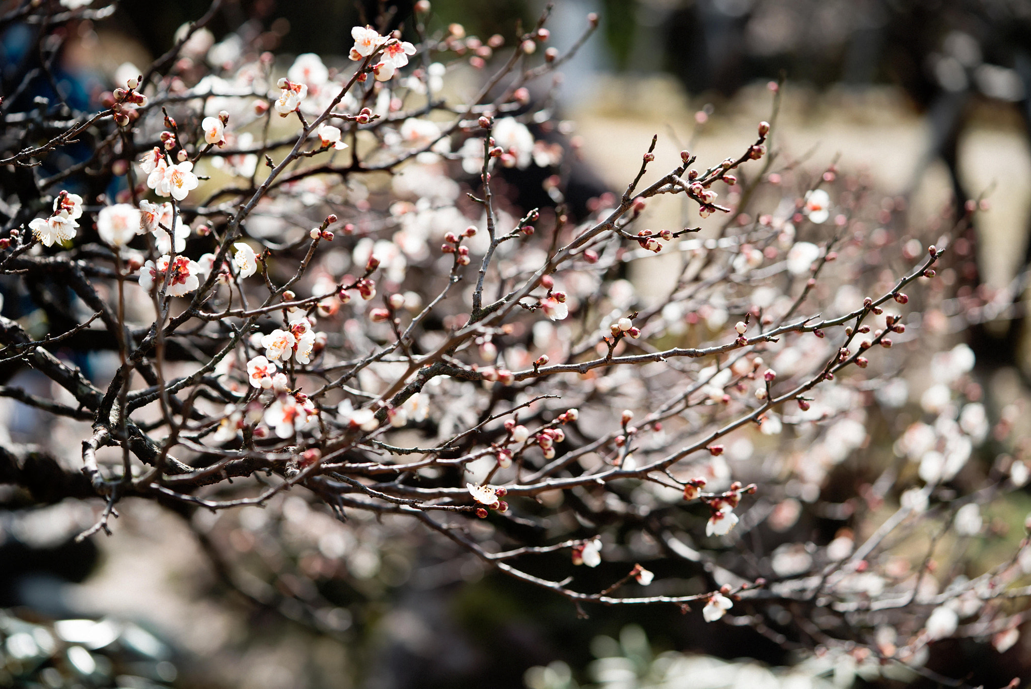 Sony a7S + Sony FE 90mm F2.8 Macro G OSS sample photo. 兼六園 梅園 photography