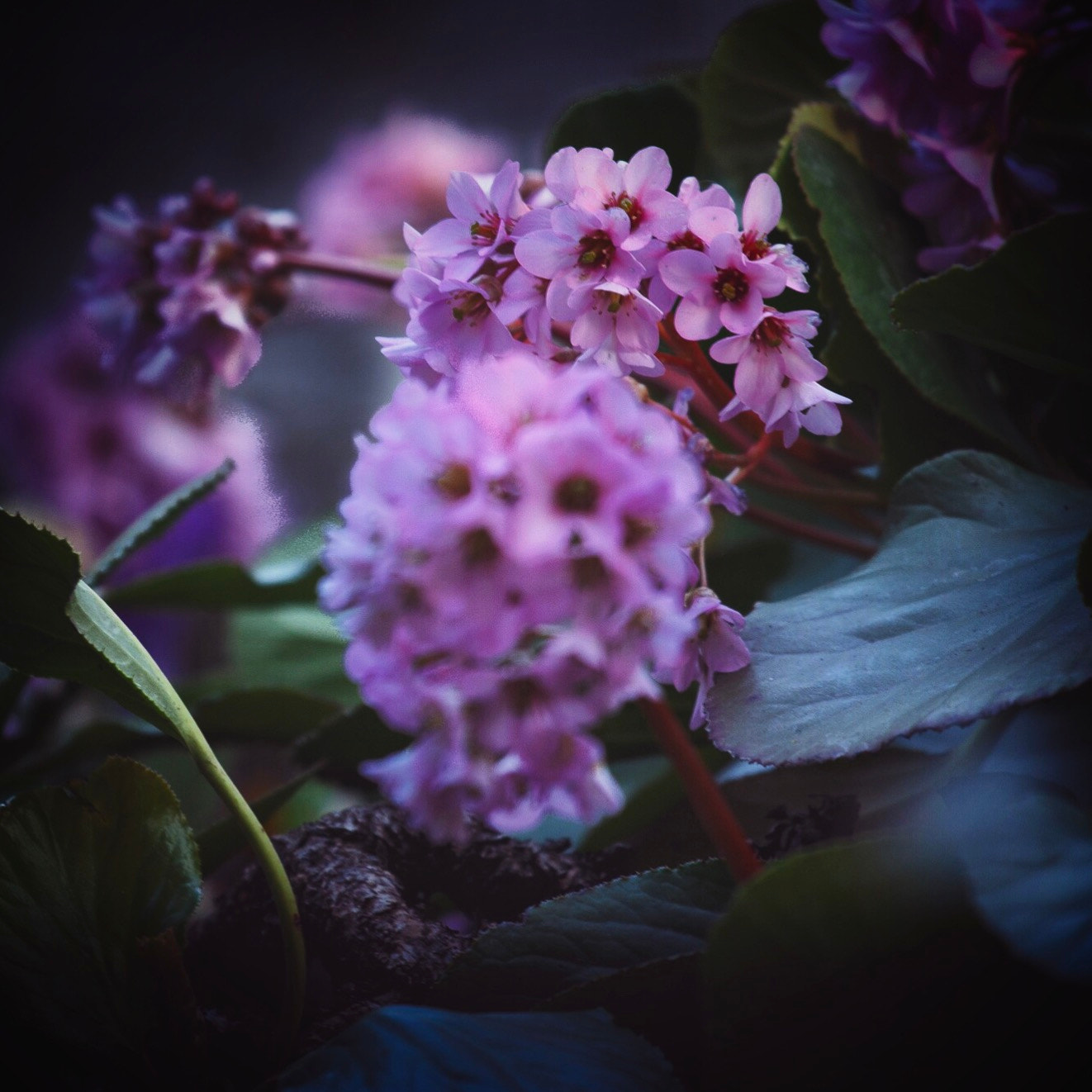 Canon EOS 6D + Canon EF 70-200mm F4L IS USM sample photo. Bergenia crassifolia photography