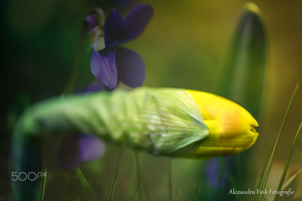 Nikon AF-S Micro-Nikkor 105mm F2.8G IF-ED VR sample photo. Easter is coming photography