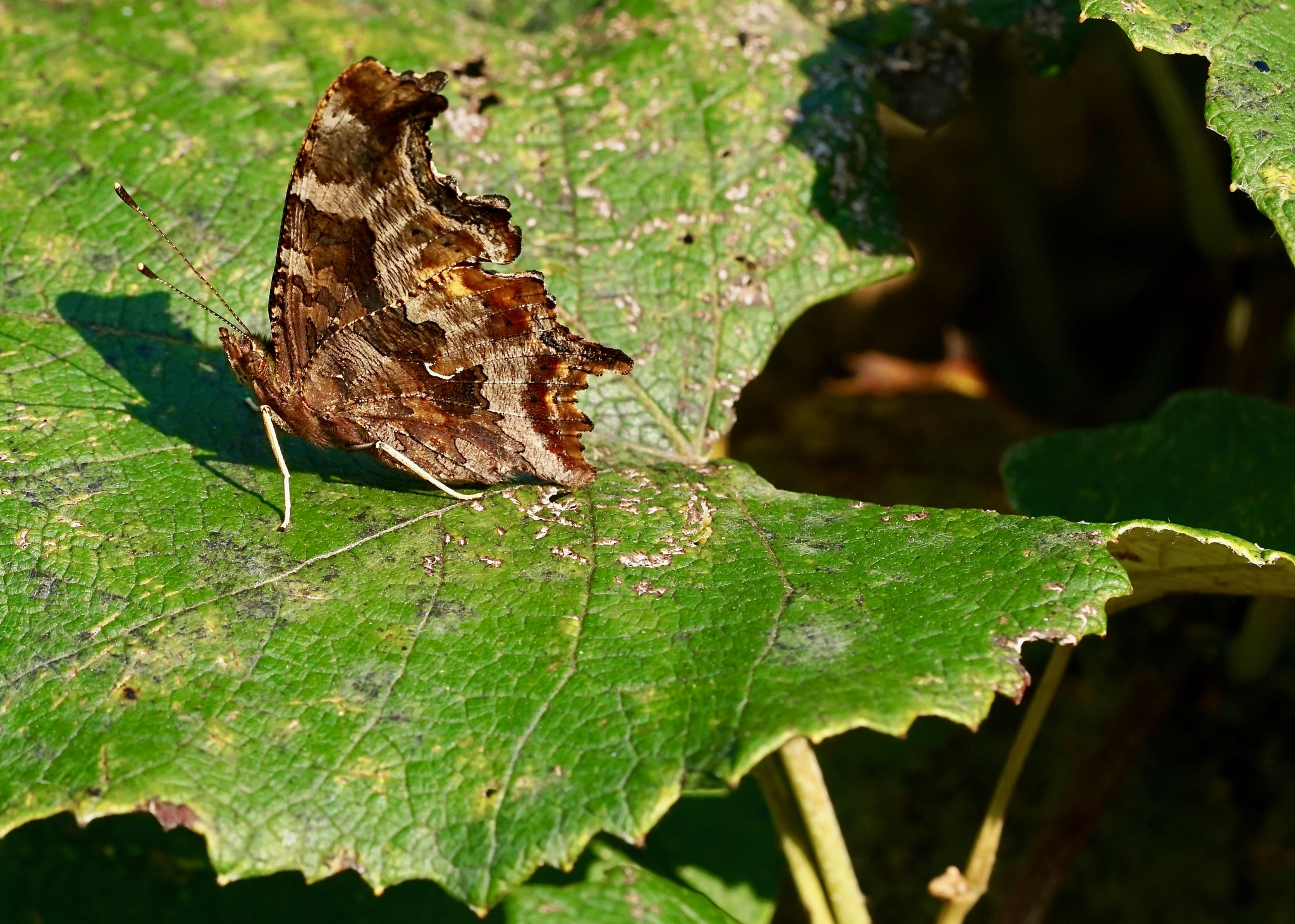 Sony FE 90mm F2.8 Macro G OSS sample photo. Eastern comma on grape leaf photography