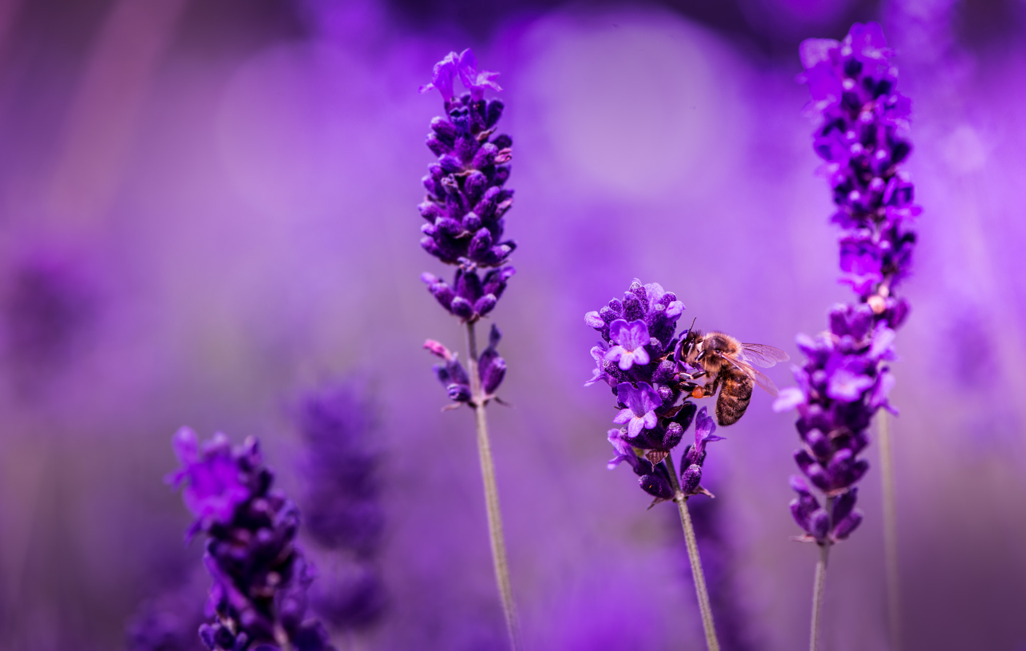 Nikon AF-S Micro-Nikkor 105mm F2.8G IF-ED VR sample photo. Lavender! photography