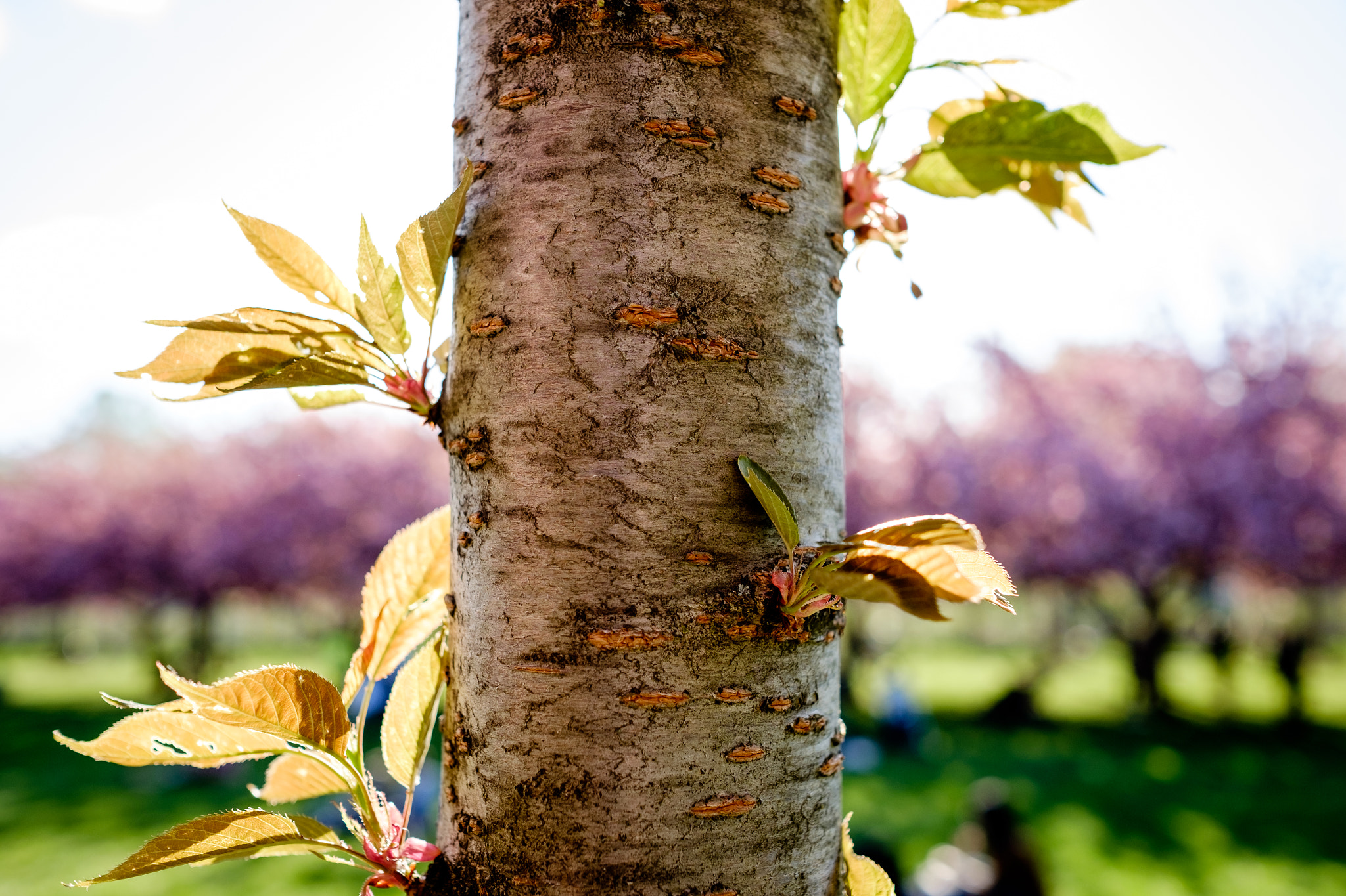 Fujifilm X-T1 sample photo. Cherry blossoms begin photography