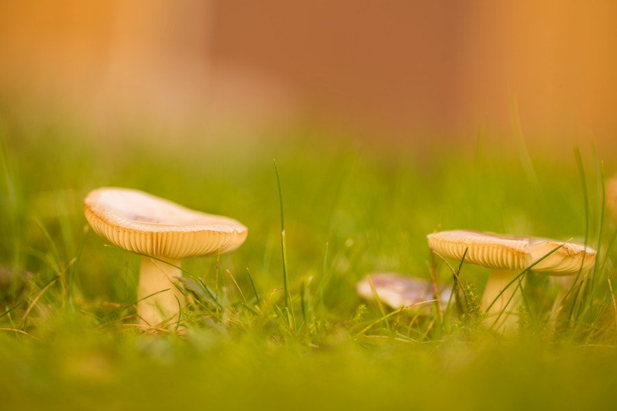 Canon EF 100mm F2.8L Macro IS USM sample photo. Pilze photography