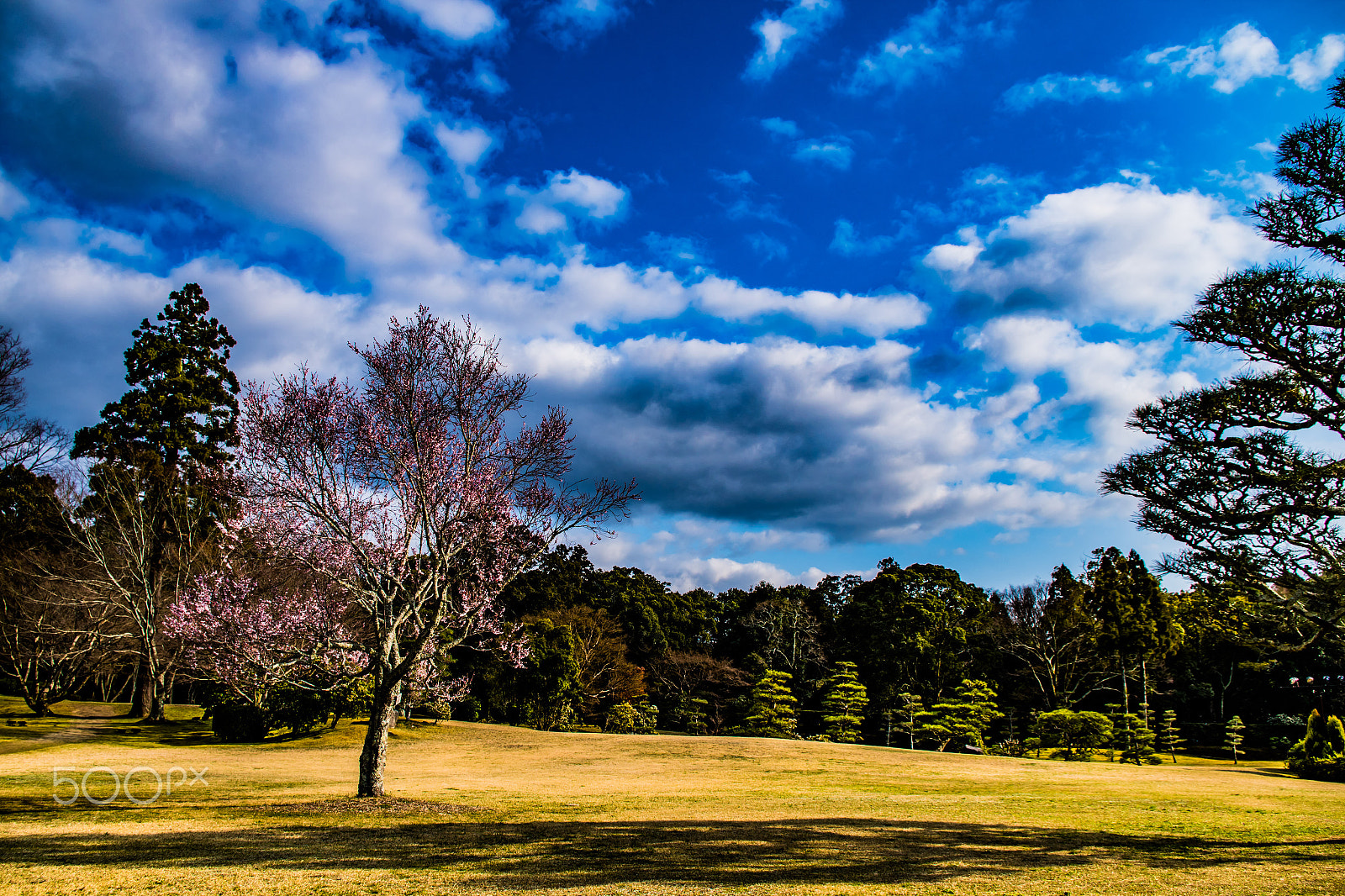 Pentax K-S2 sample photo. Cherry blossoms photography
