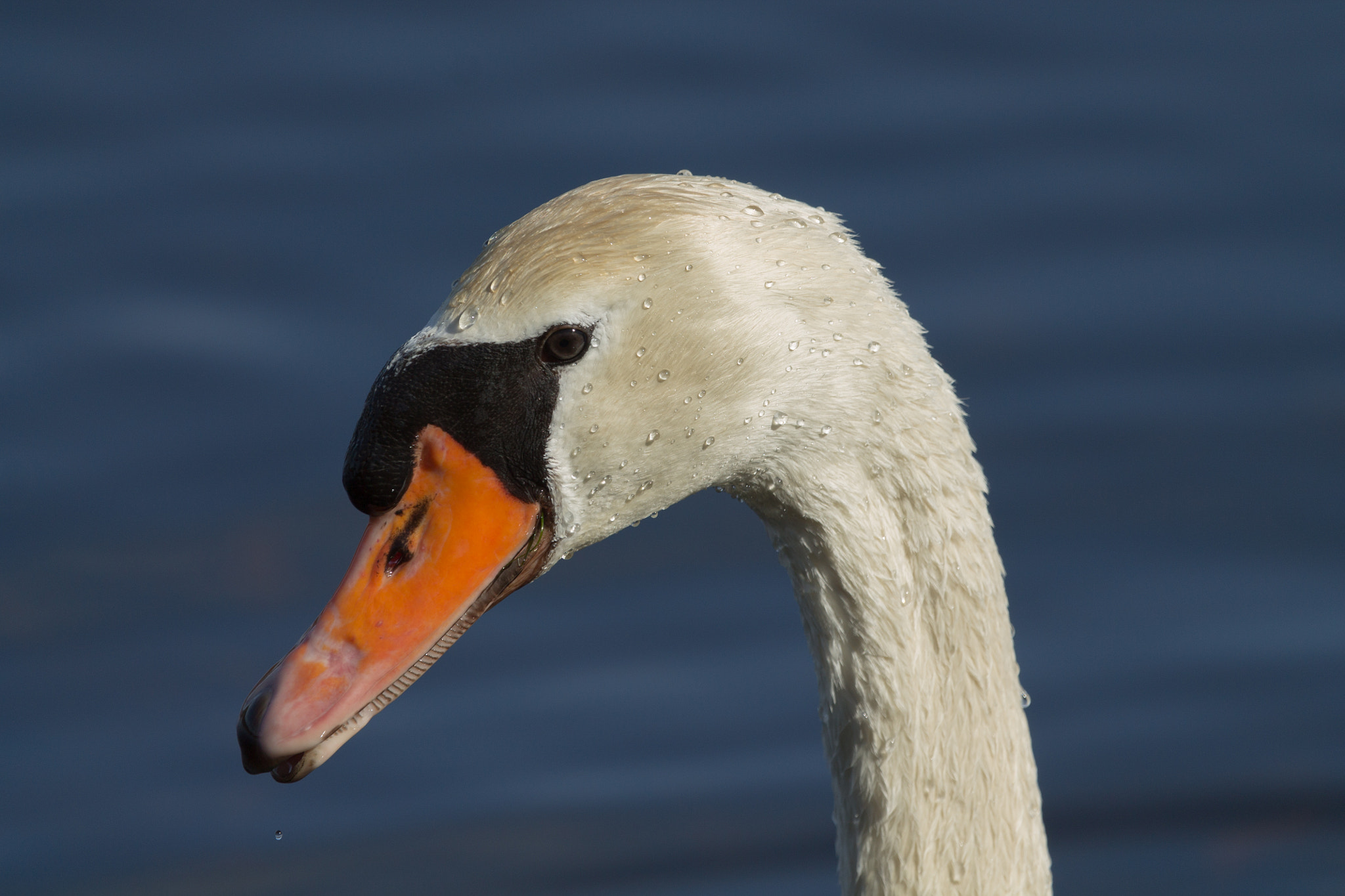 Canon EOS 1100D (EOS Rebel T3 / EOS Kiss X50) + Canon EF 100-400mm F4.5-5.6L IS USM sample photo. Mute swan portrait photography