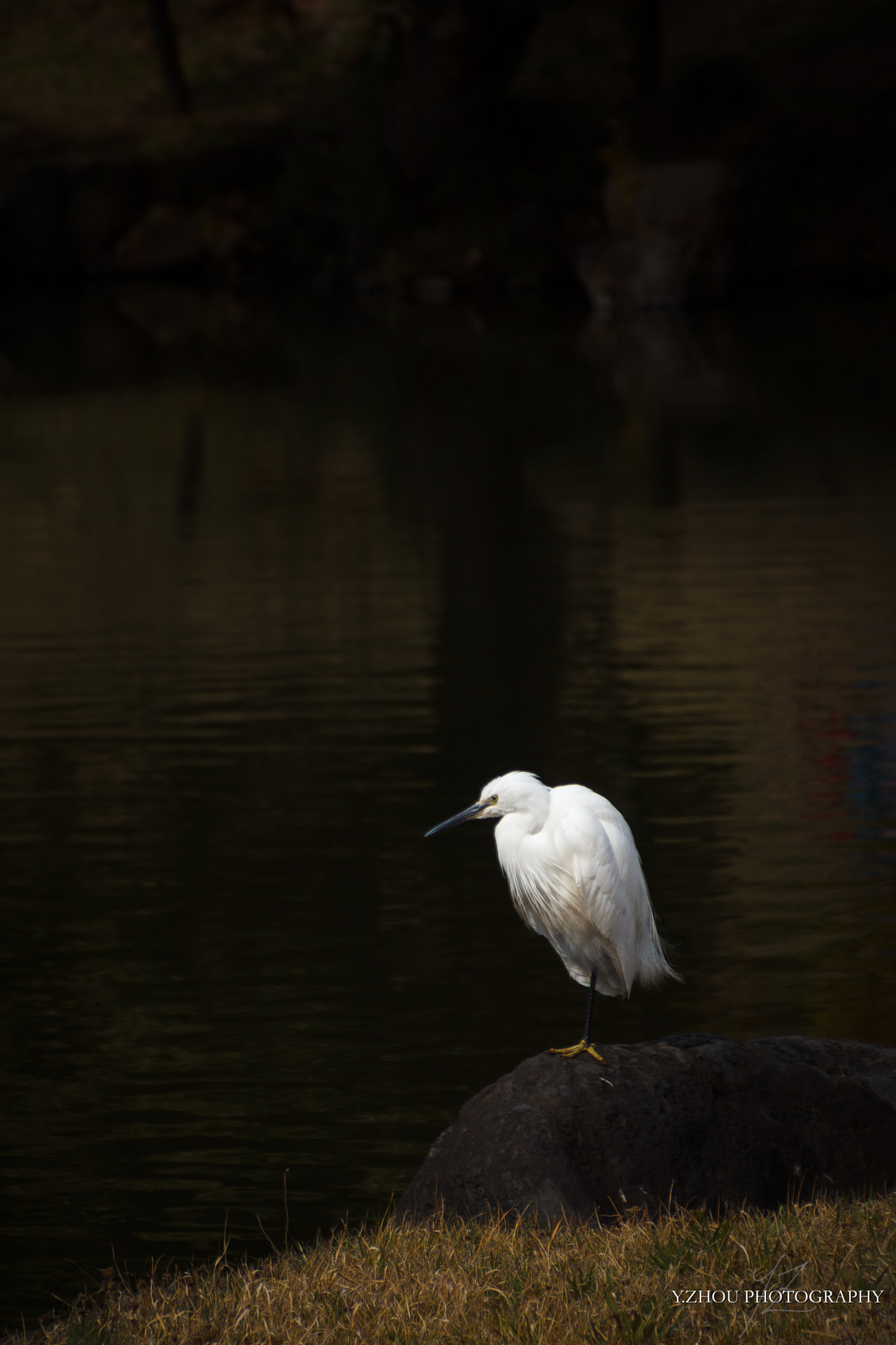 Canon EOS 60D sample photo. Little egret photography