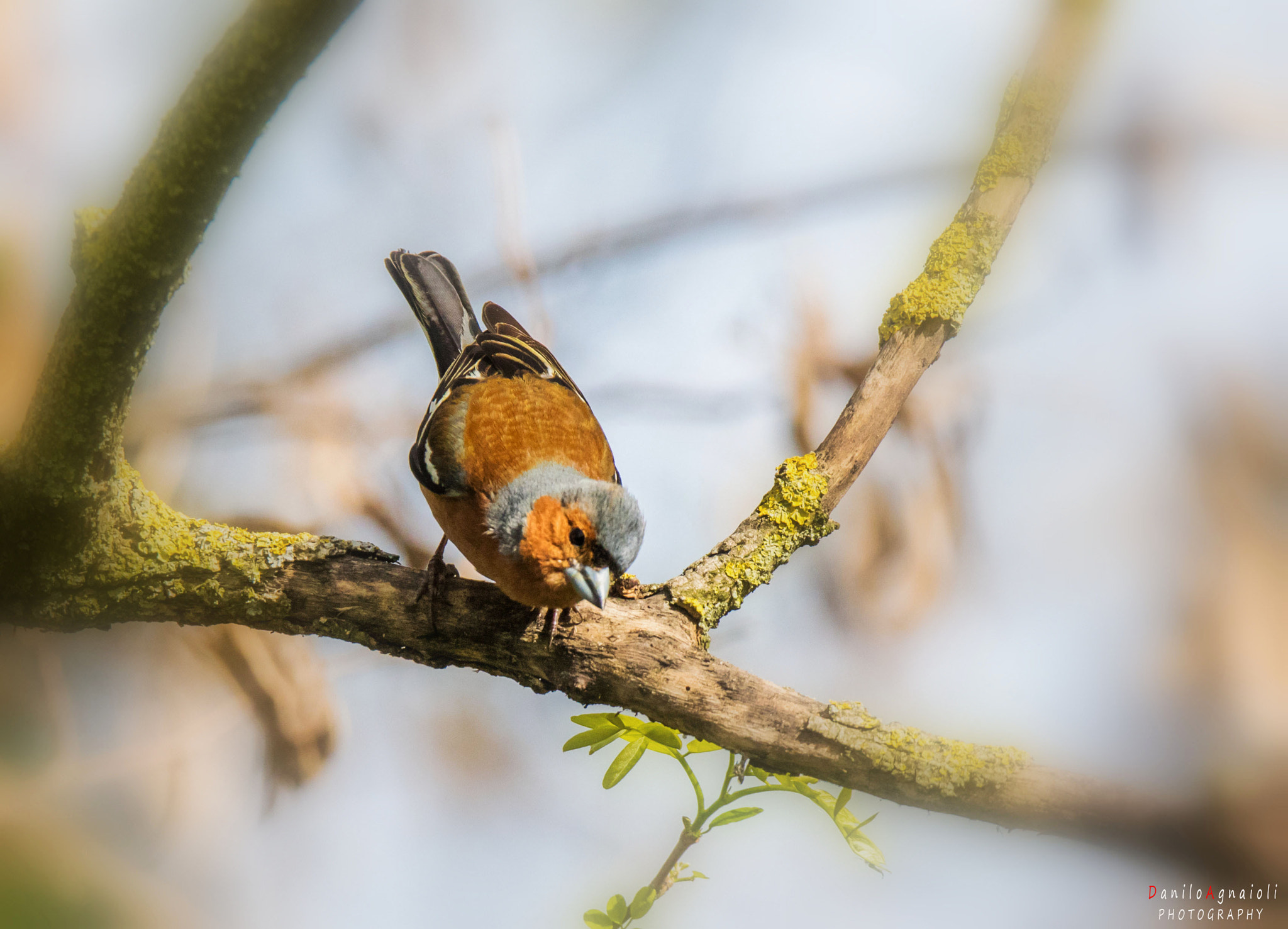 Tamron SP 150-600mm F5-6.3 Di VC USD sample photo. Che cosa guardi?? photography