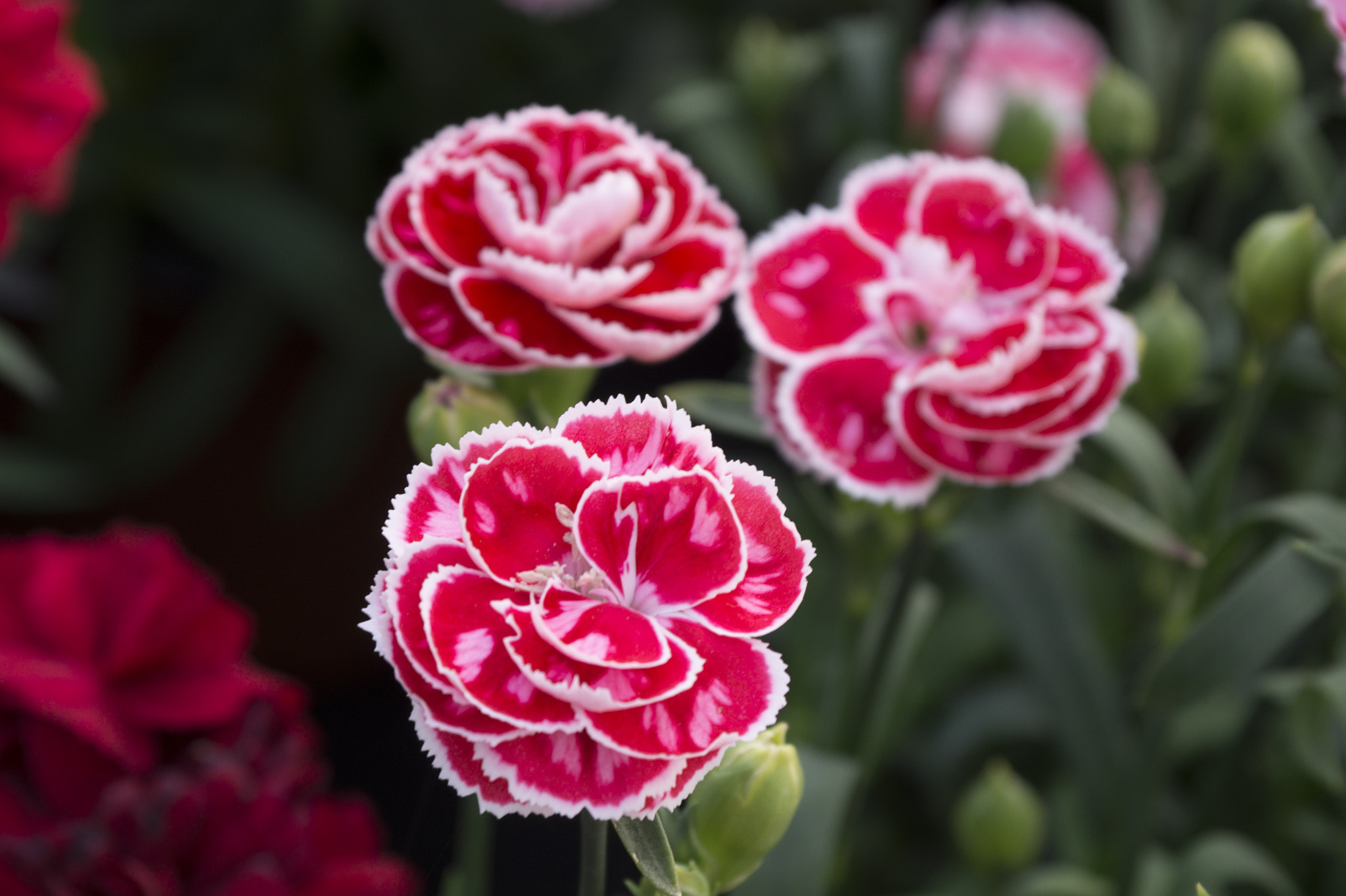 Sony DT 18-135mm F3.5-5.6 SAM sample photo. Kırmızı beyaz photography