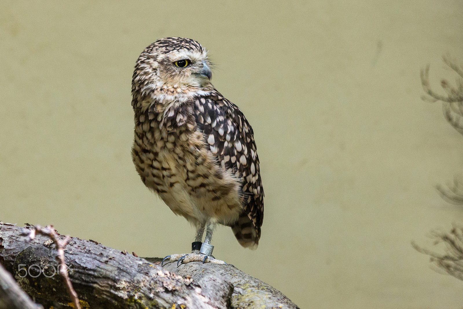 Canon EF 70-300mm F4-5.6 IS USM sample photo. Little owl photography