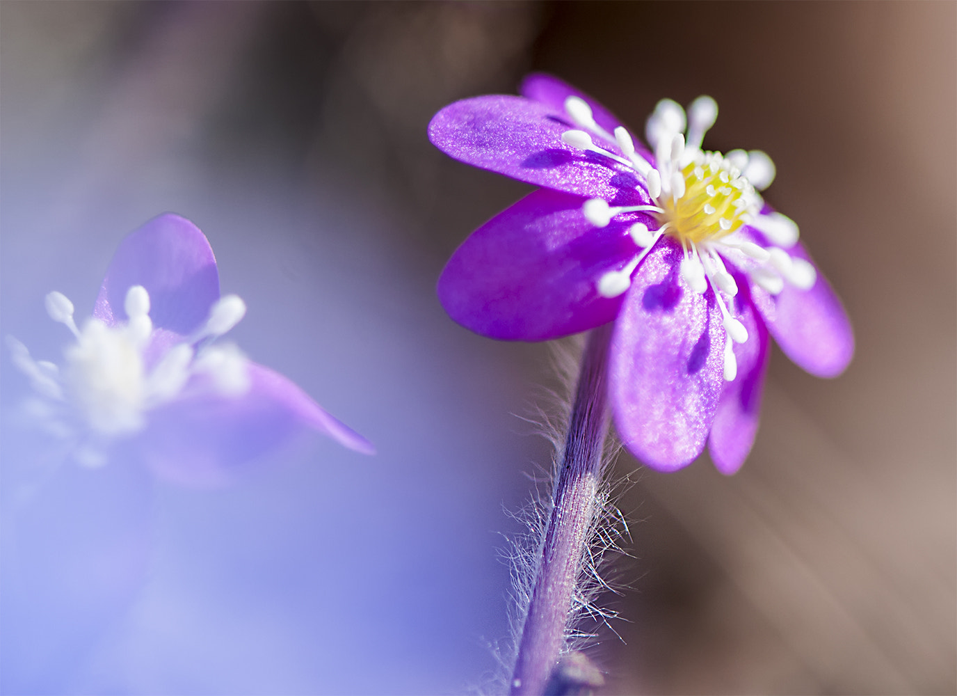 Nikon D300S + Nikon AF-S Micro-Nikkor 105mm F2.8G IF-ED VR sample photo. Spring  flowers photography