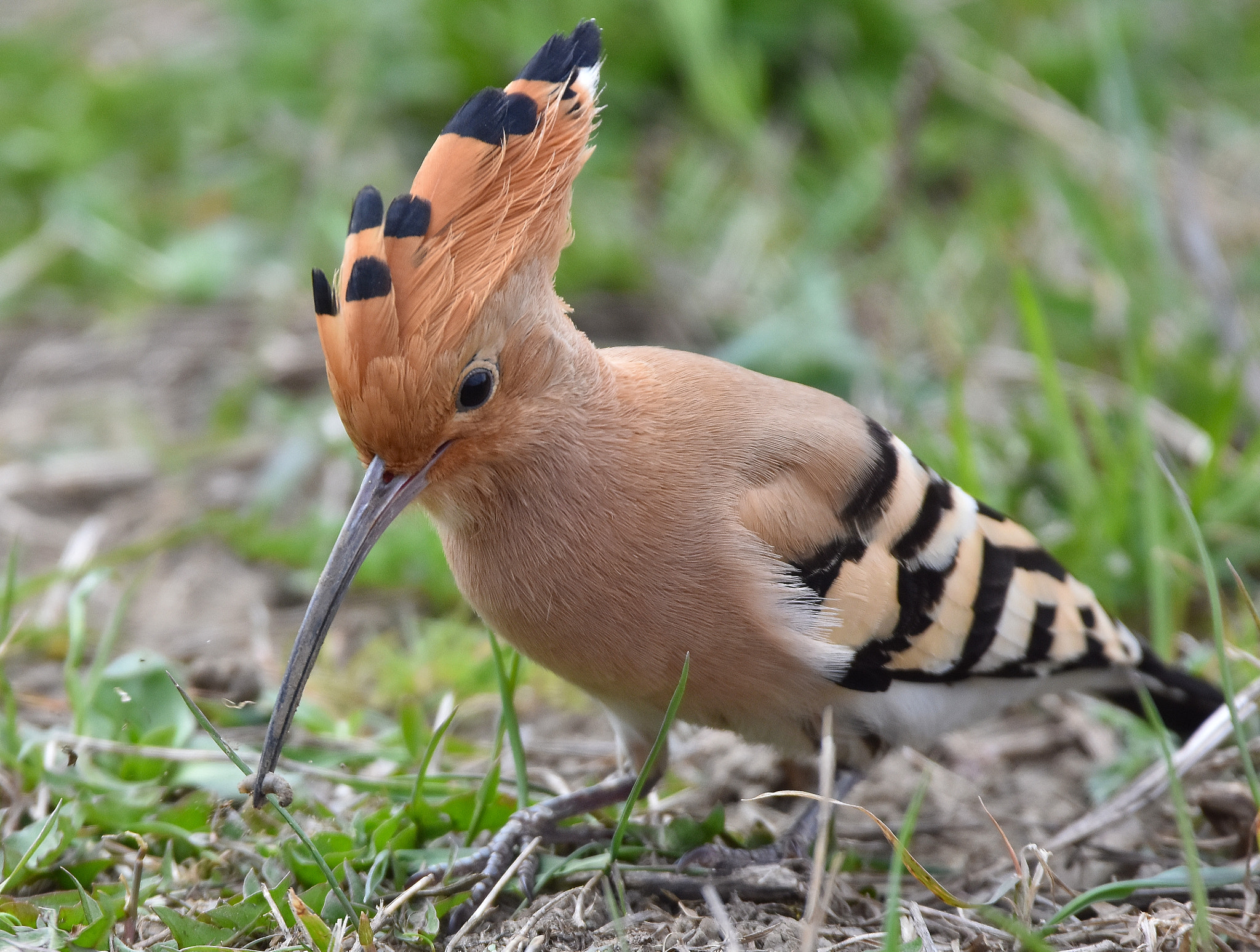 Nikon D7200 + Sigma 150-600mm F5-6.3 DG OS HSM | C sample photo. Eurasian hoopoe - upupa epops photography