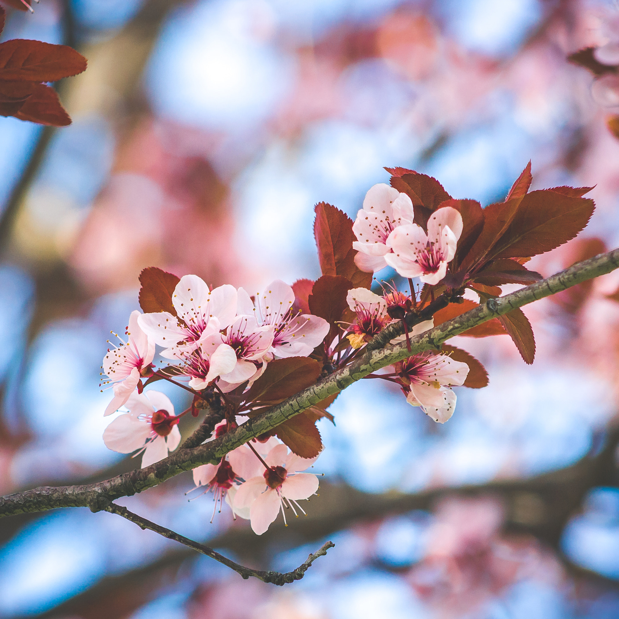 Canon EOS 1000D (EOS Digital Rebel XS / EOS Kiss F) sample photo. 100 - blossom photography