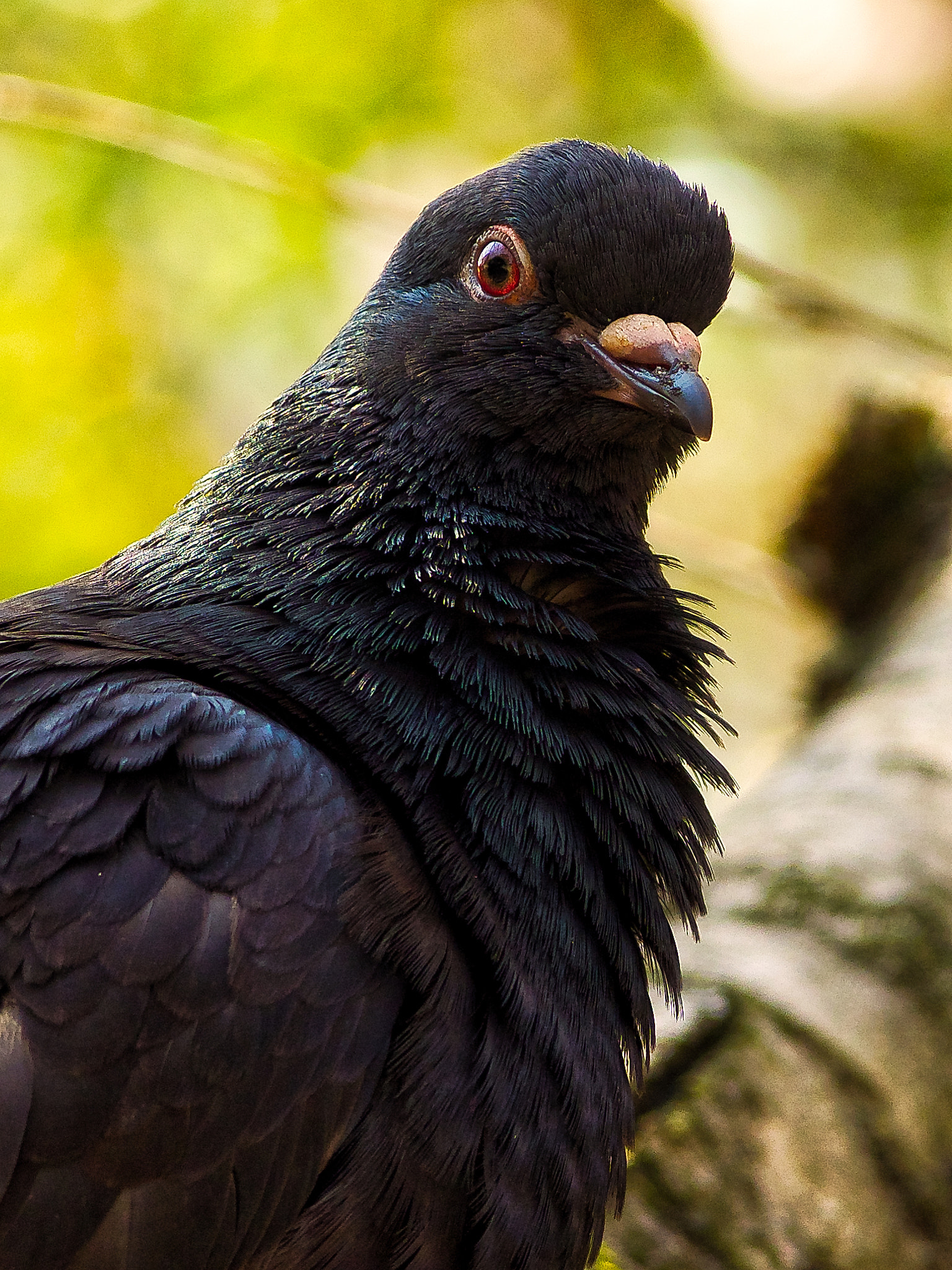 Olympus OM-D E-M1 sample photo. Pigeon in the park photography
