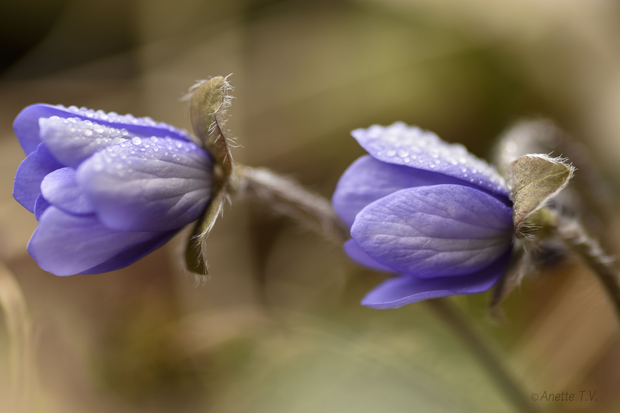 Nikon AF-S Micro-Nikkor 105mm F2.8G IF-ED VR sample photo. Dewy anemone.. photography